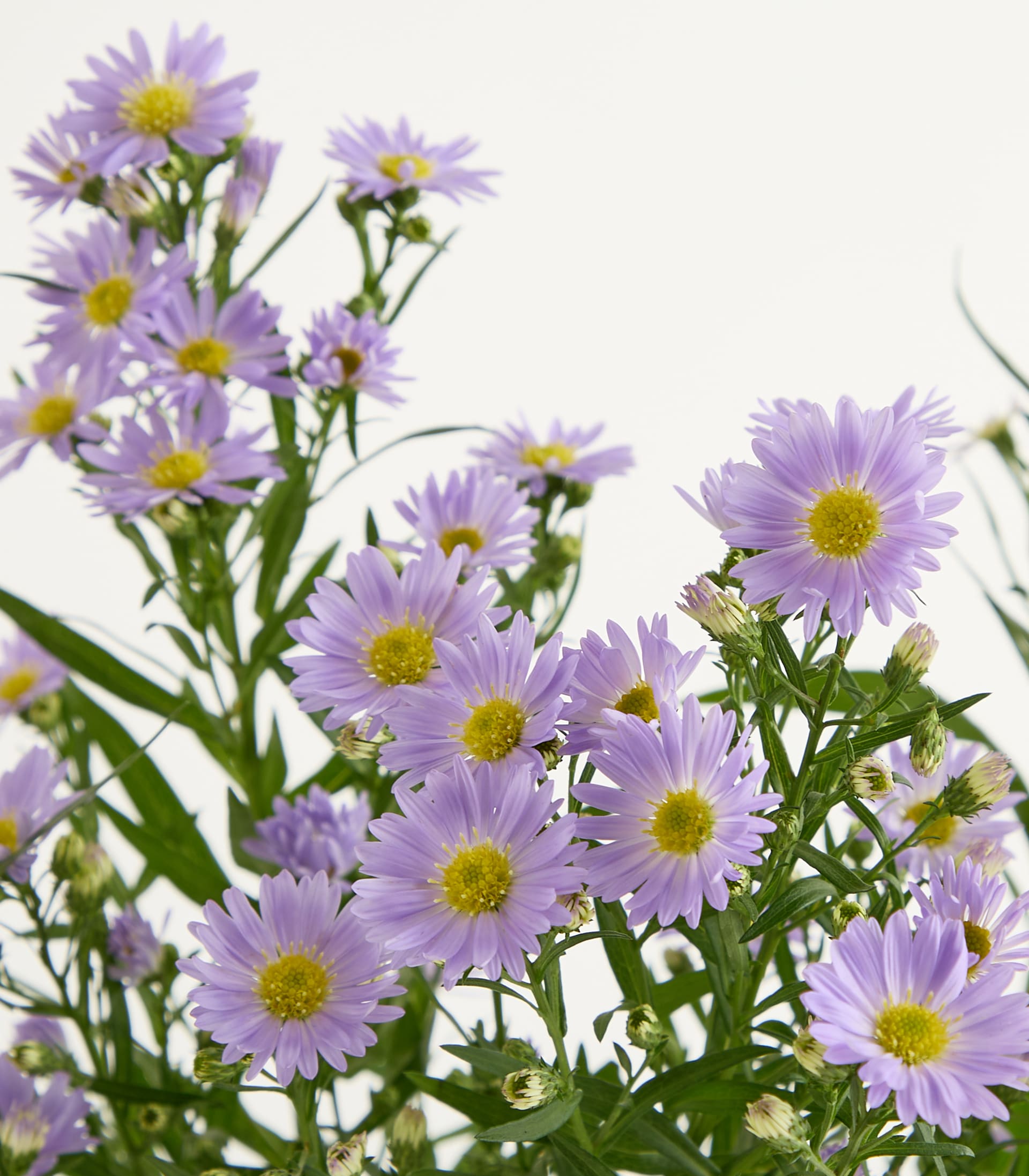 Leuchtend violette und gelbe, gänseblümchenartige Blüten mit grünem Laub füllen das Bild vor einem schlichten weißen Hintergrund.