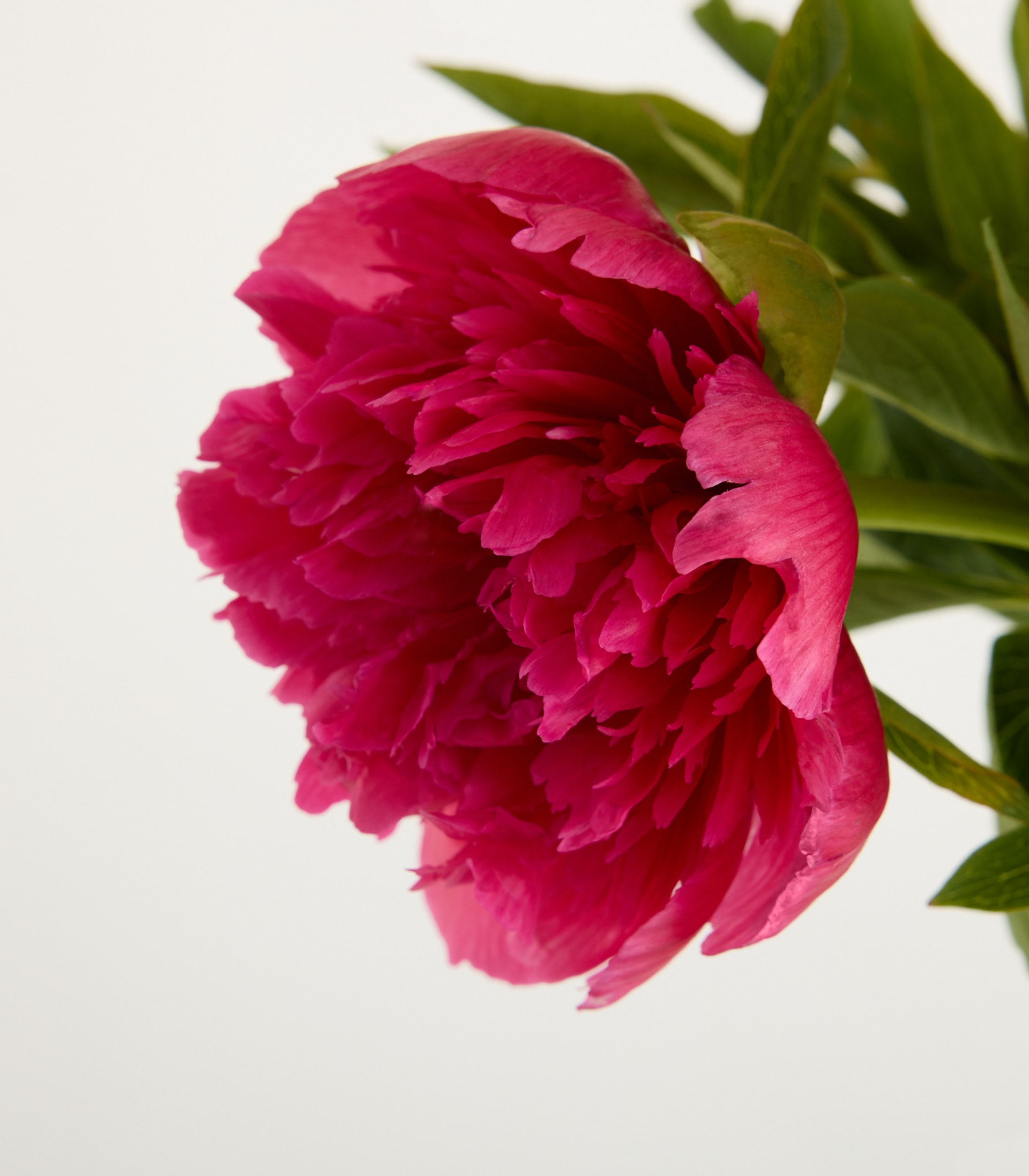 Eine leuchtend pinkfarbene Pfingstrose mit üppigen, samtigen Blütenblättern hebt sich von einem schlichten, hellen Hintergrund ab.