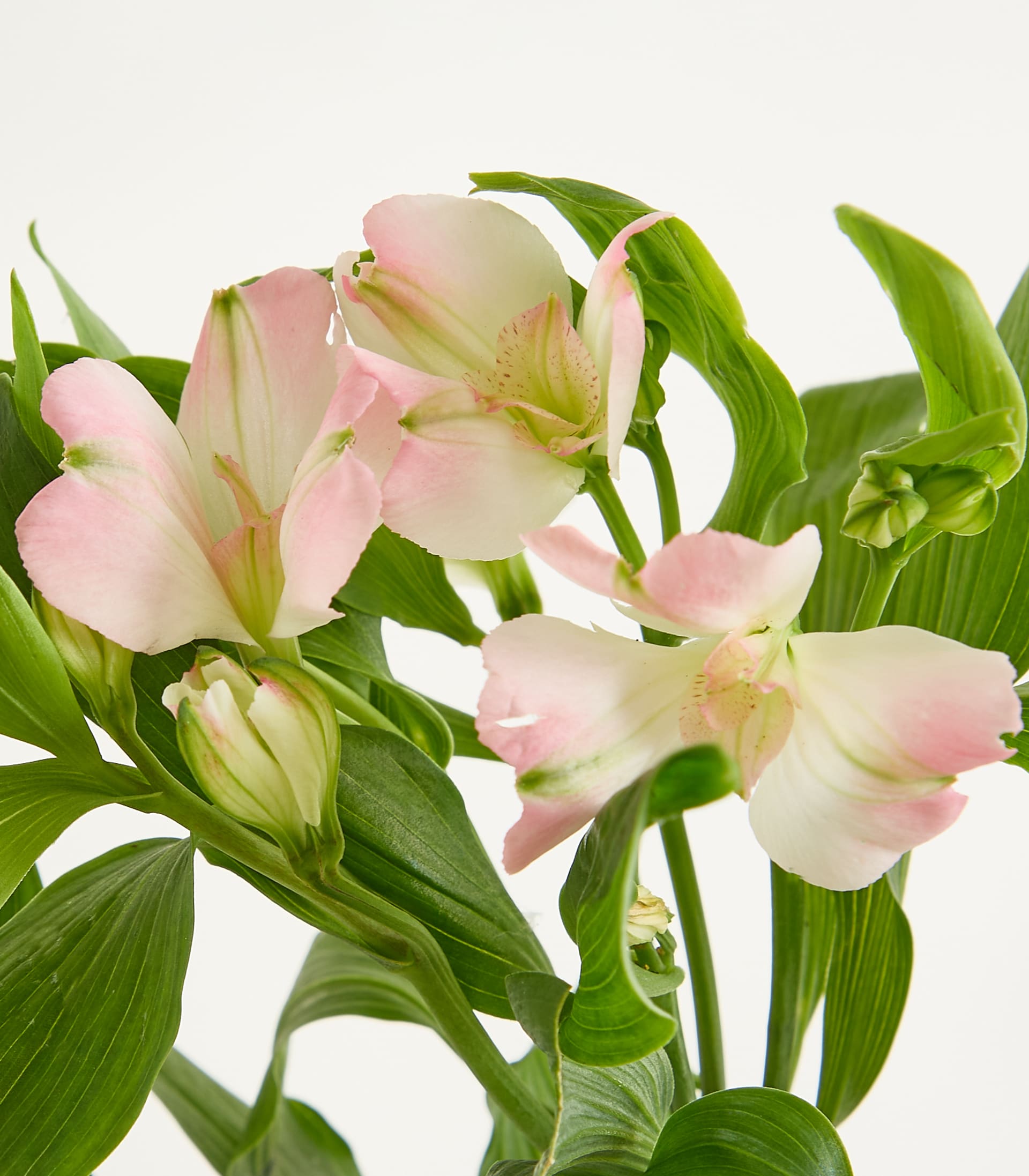 Ein Strauß zarter rosa Blüten mit grünen Blättern steht in einer transparenten Glasvase vor einem schlichten weißen Hintergrund.