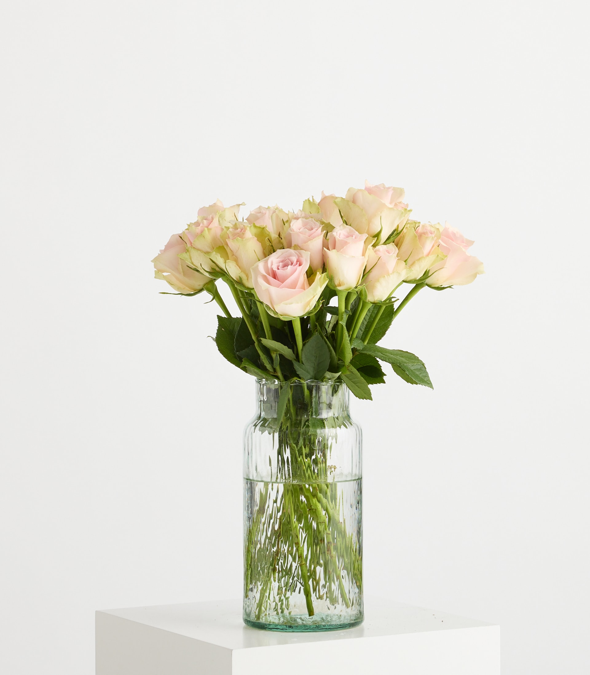 Rosa Moosrosen 'Jewel' - 20 Stiele