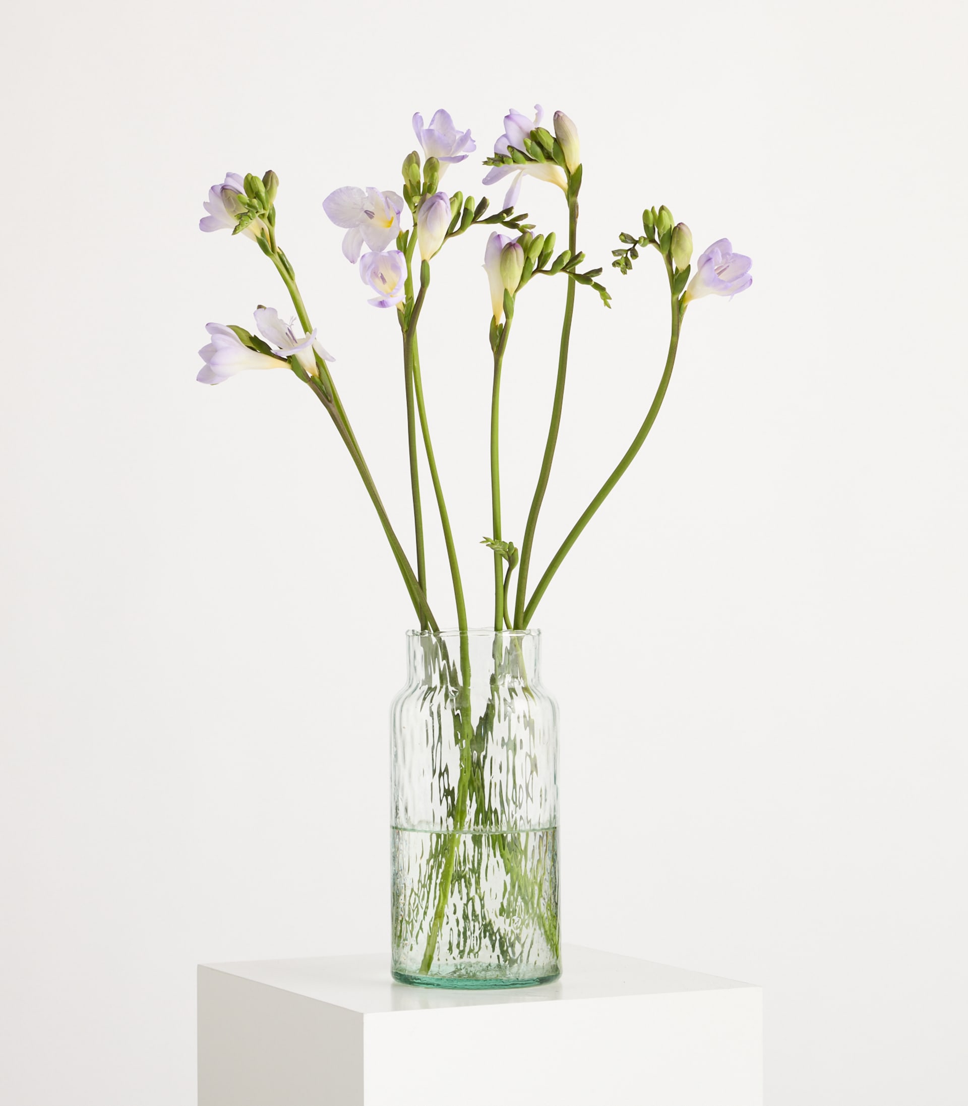 Lila Freesien - 7 Stiele