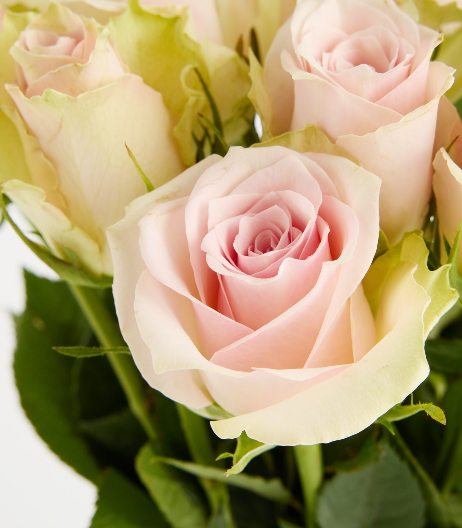 Rosa Moosrosen 'Jewel' - 20 Stiele