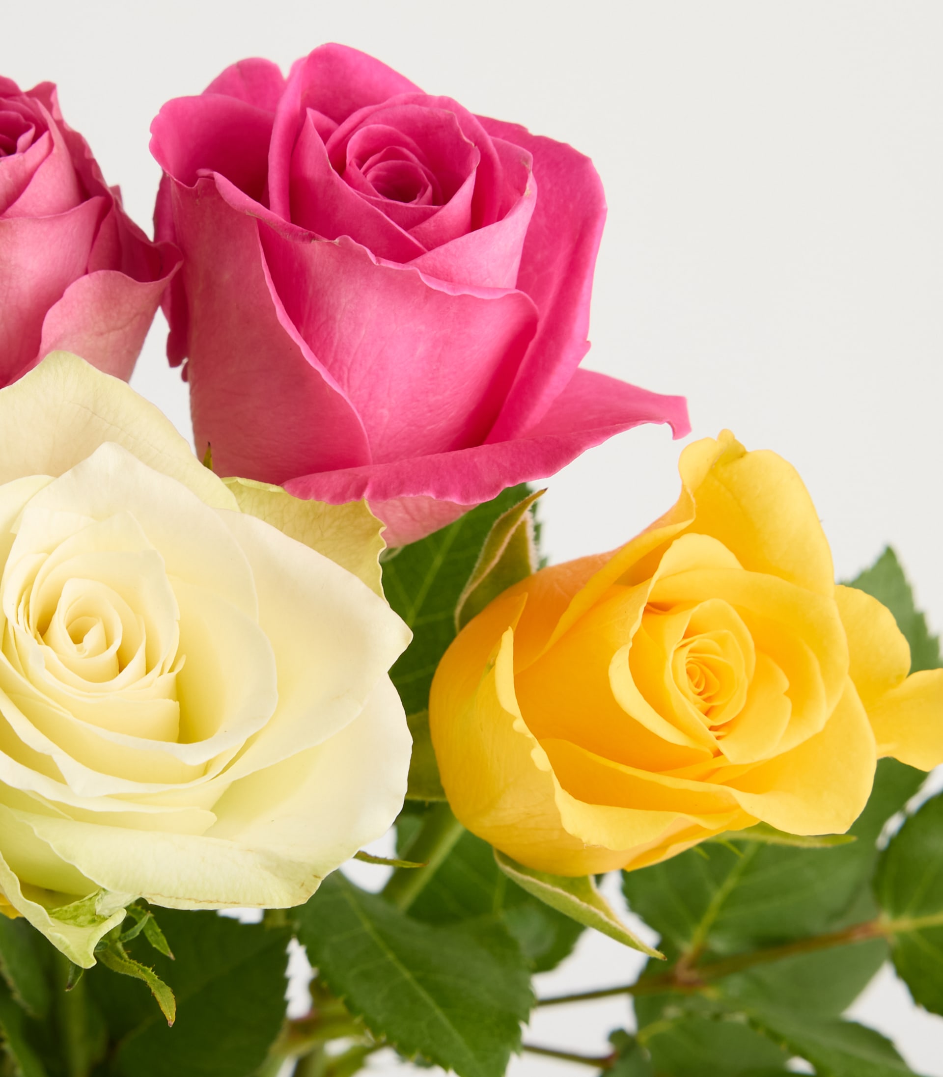 Ein Strauß leuchtend pinkfarbener und gelber Rosen vor schlichtem weißen Hintergrund. (Beschreibungstext KI-generiert)