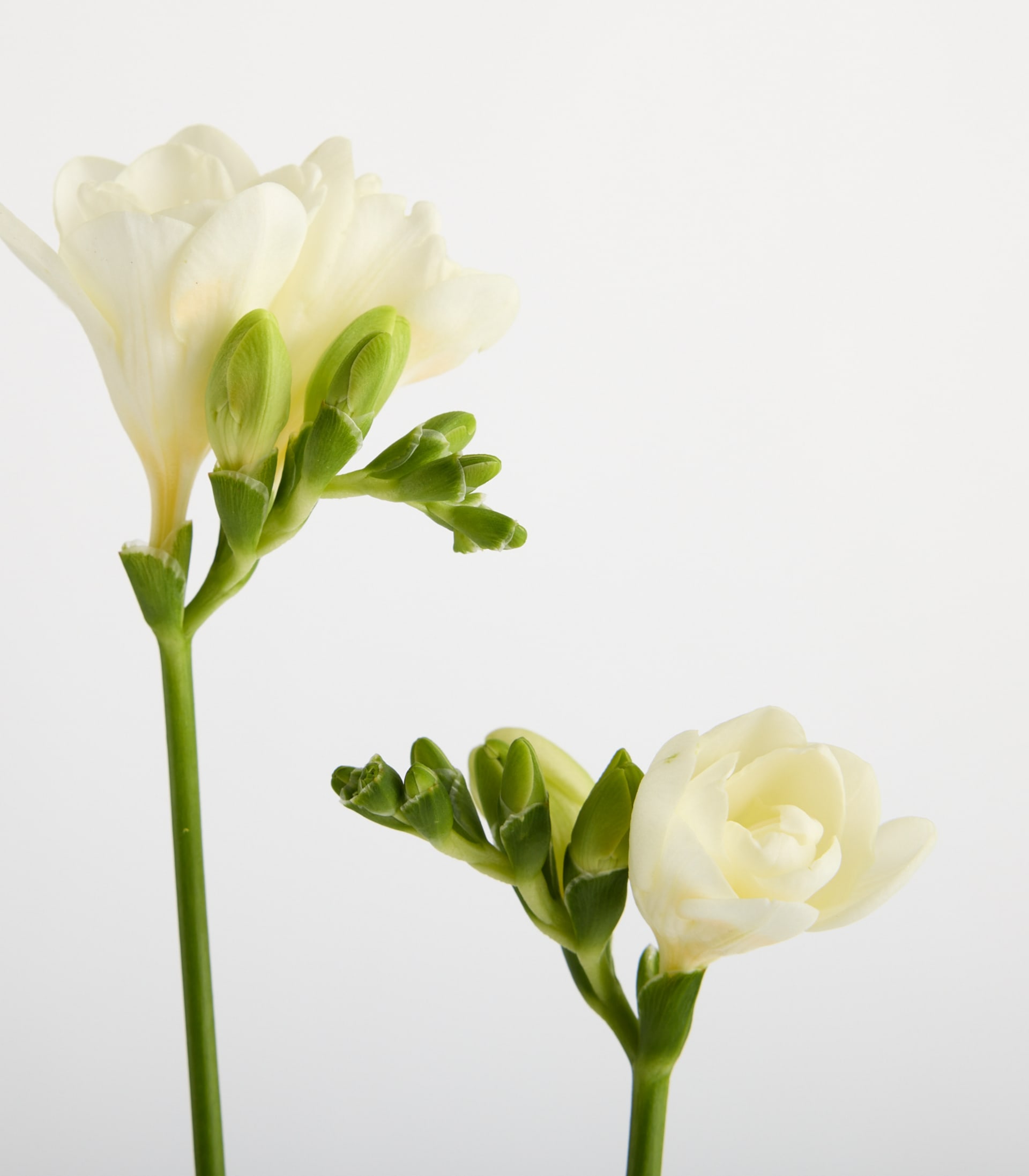 Weiße Freesien - 7 Stiele