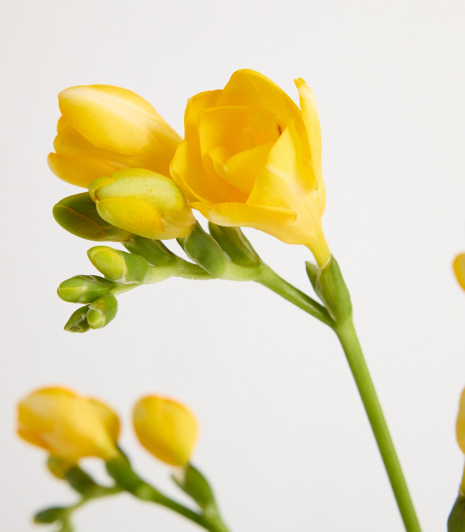 Gelbe Freesien - 7 Stiele