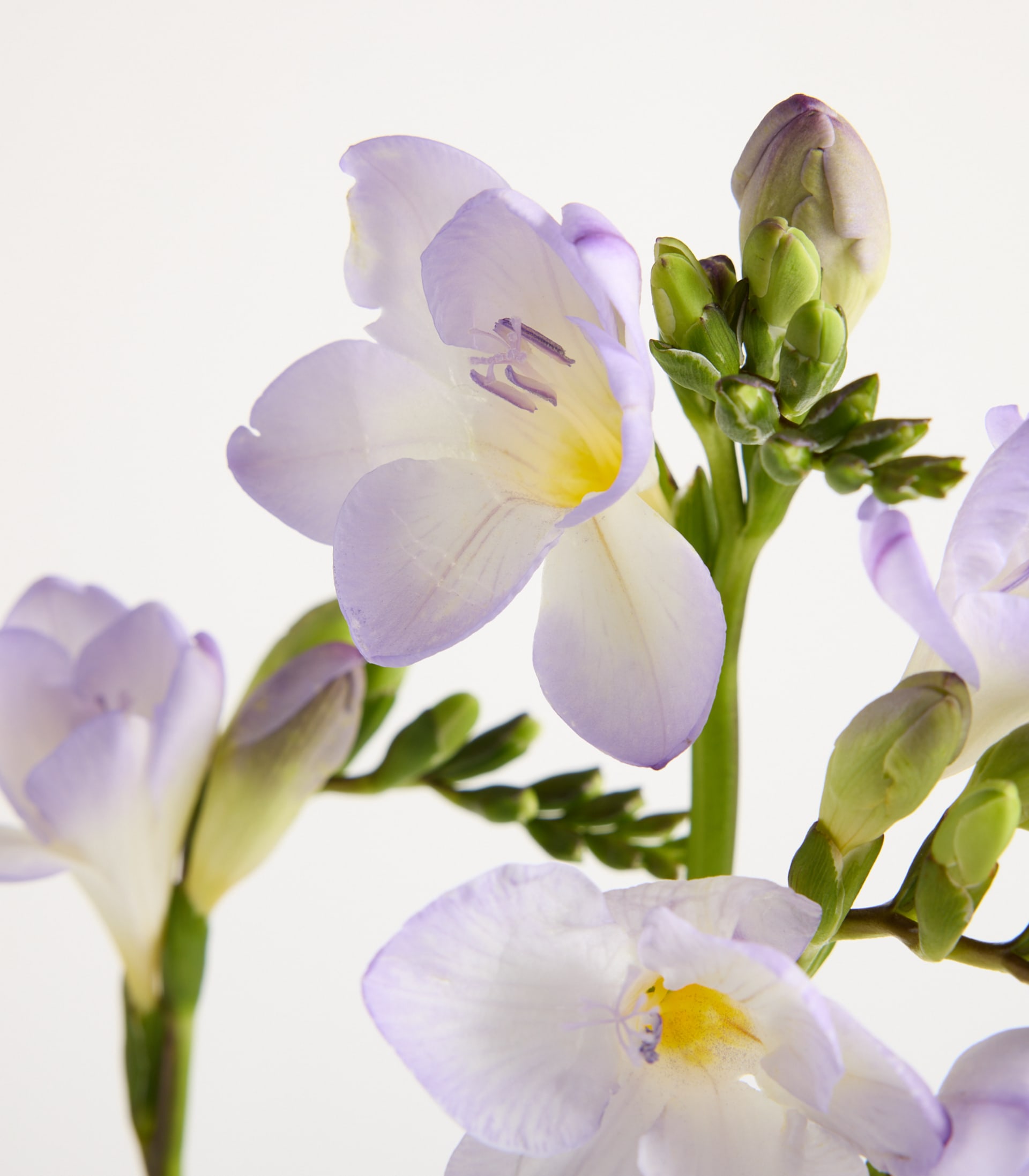 Lila Freesien - 7 Stiele