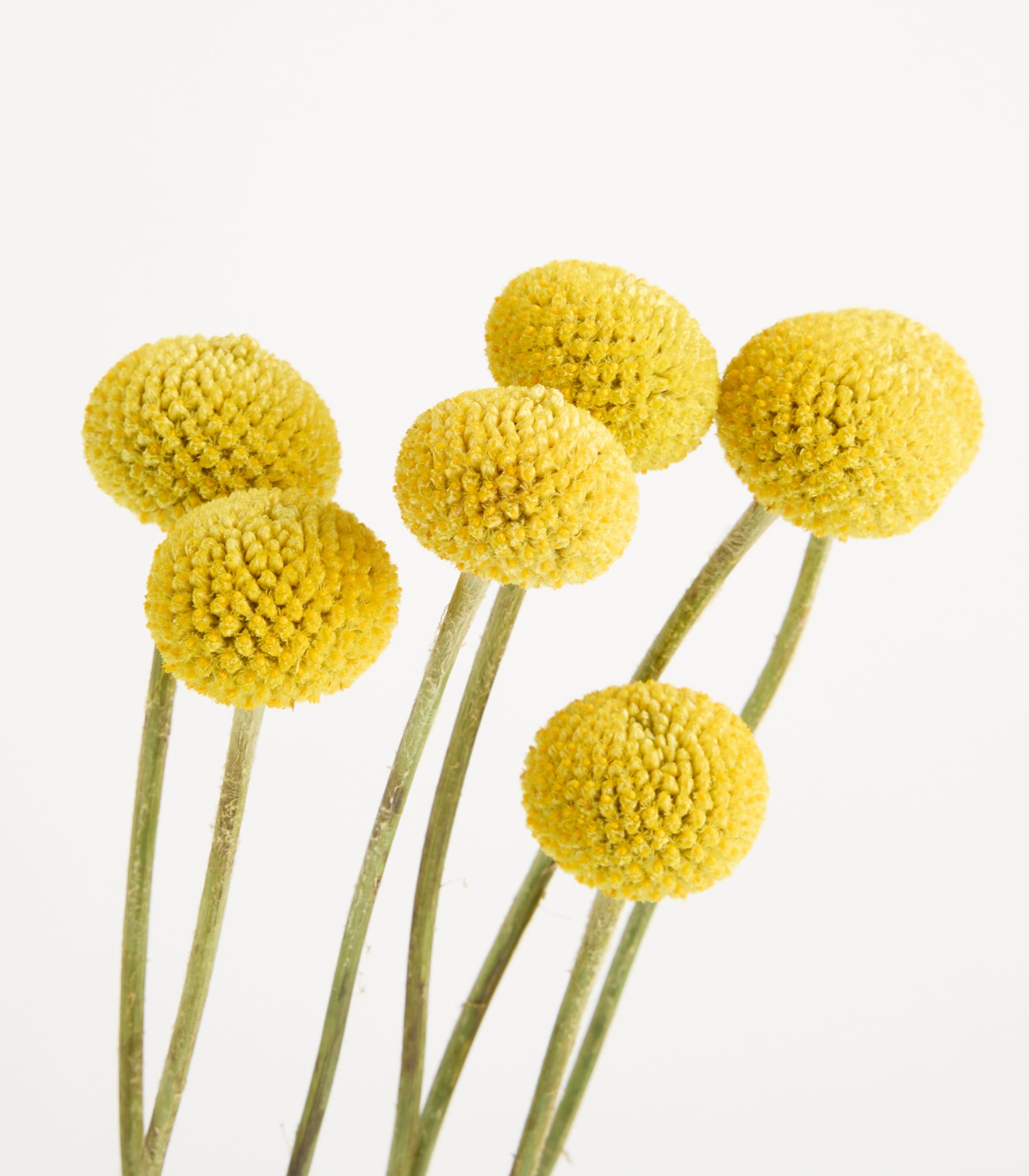 Leuchtend gelbe Craspedia-Blüten, auch bekannt als Kugeldistel, heben sich deutlich vom schlichten weißen Hintergrund ab.