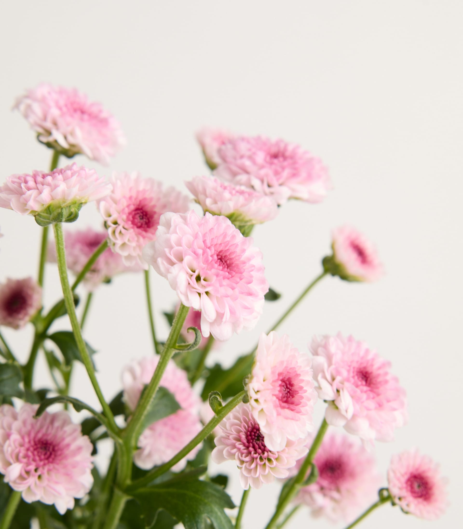 Ein Strauß zarter, rosa Chrysanthemenblüten vor einem schlichten, hellen Hintergrund.