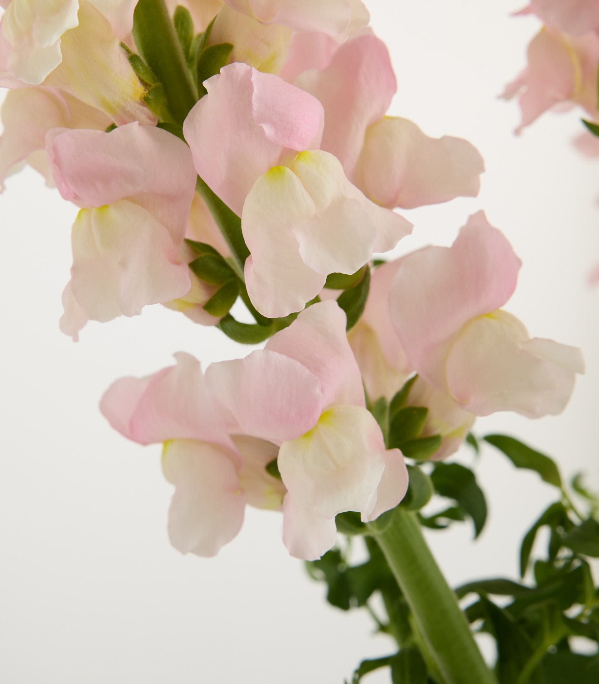 Zarte rosa und weiße Blüten mit grünen Blättern füllen das Bild und bilden ein sanftes und ruhiges Blumenarrangement vor einem schlichten weißen Hintergrund.