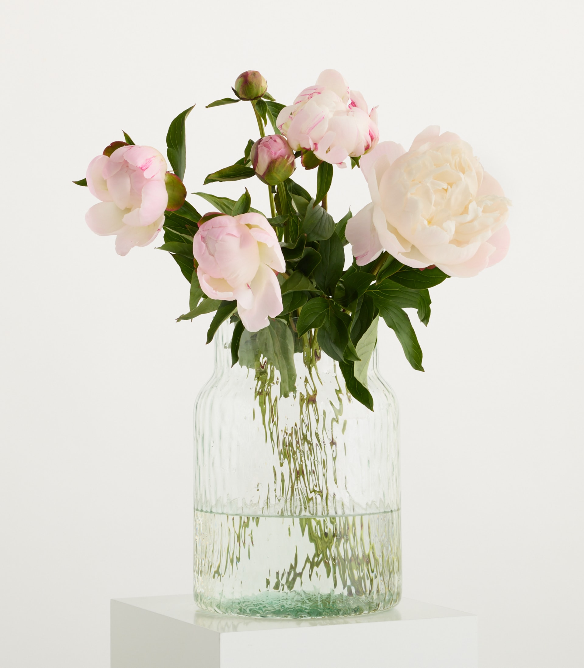 Ein Strauß zarter rosa und cremefarbener Pfingstrosen steht in einer durchsichtigen Glasvase vor einem schlichten weißen Hintergrund.