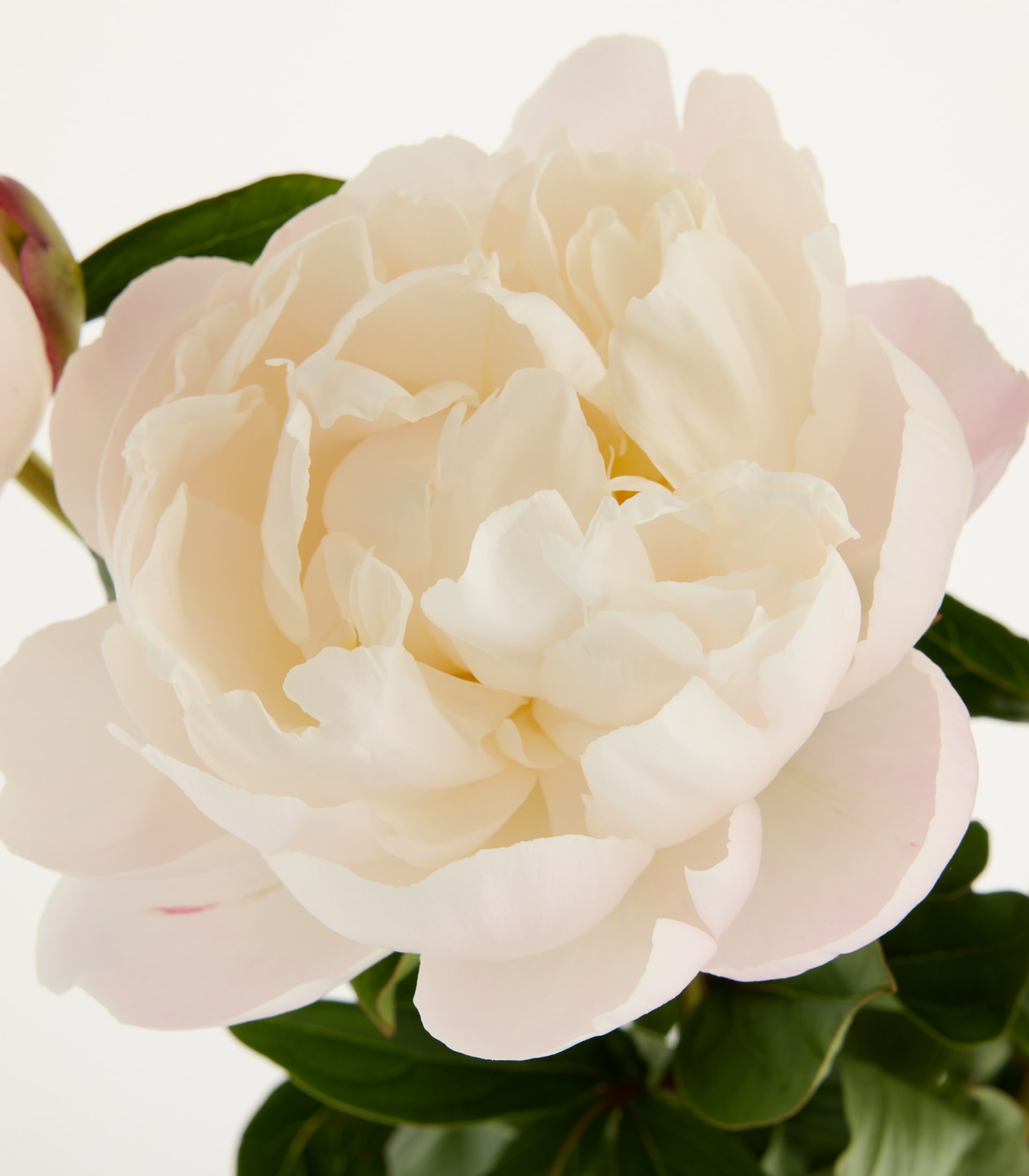 Eine zarte, elfenbeinfarbene Pfingstrosenblüte mit üppigen, samtigen Blütenblättern hebt sich deutlich von einem schlichten, hellen Hintergrund ab.