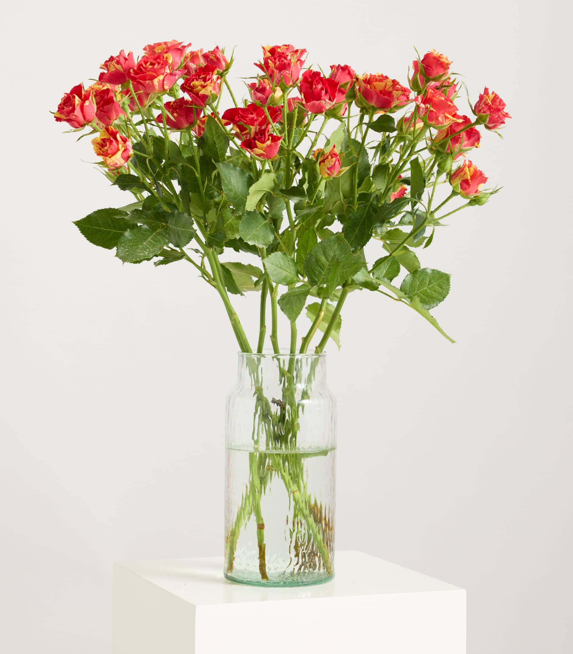 Verzweigte Rosen 'Summerdance' - 7 Stiele