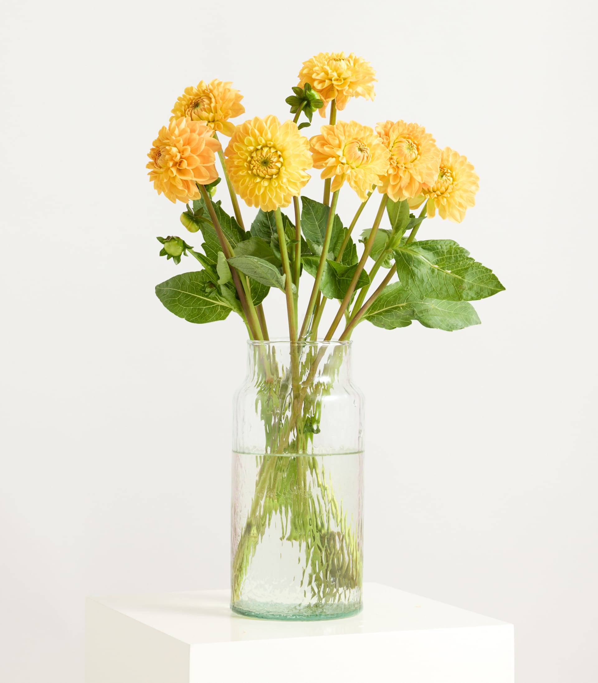 Ein Strauß leuchtend gelber Chrysanthemen in einer Glasvase vor schlichtem weißen Hintergrund.