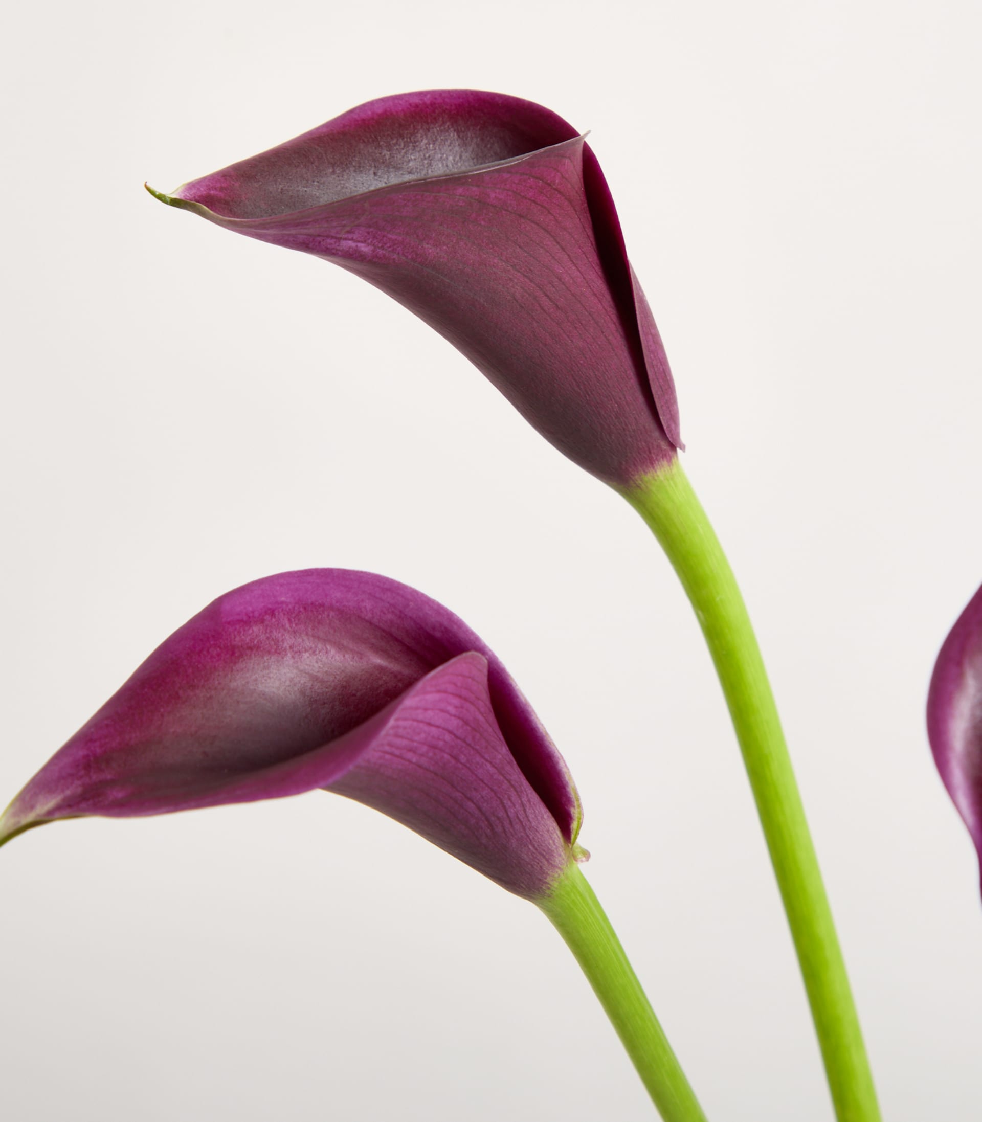 Leuchtend violette Calla-Lilien mit langen grünen Stielen heben sich vom schlichten weißen Hintergrund ab und schaffen eine eindrucksvolle und elegante Blumenkomposition.