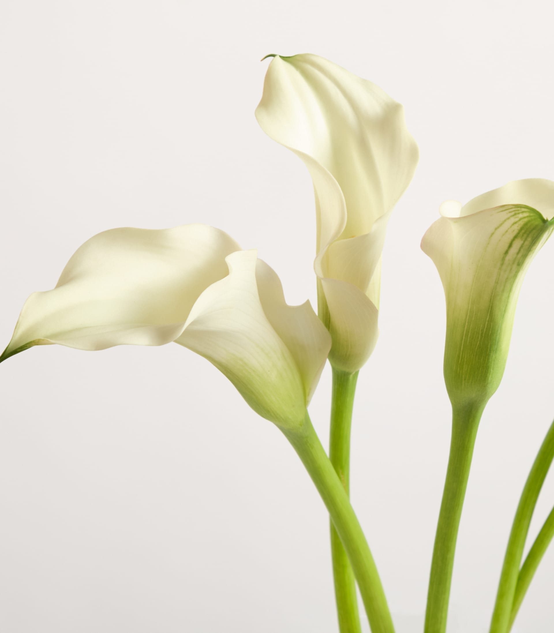 Zarte weiße Calla-Lilien mit grünen Stängeln und Blättern vor einem schlichten weißen Hintergrund.