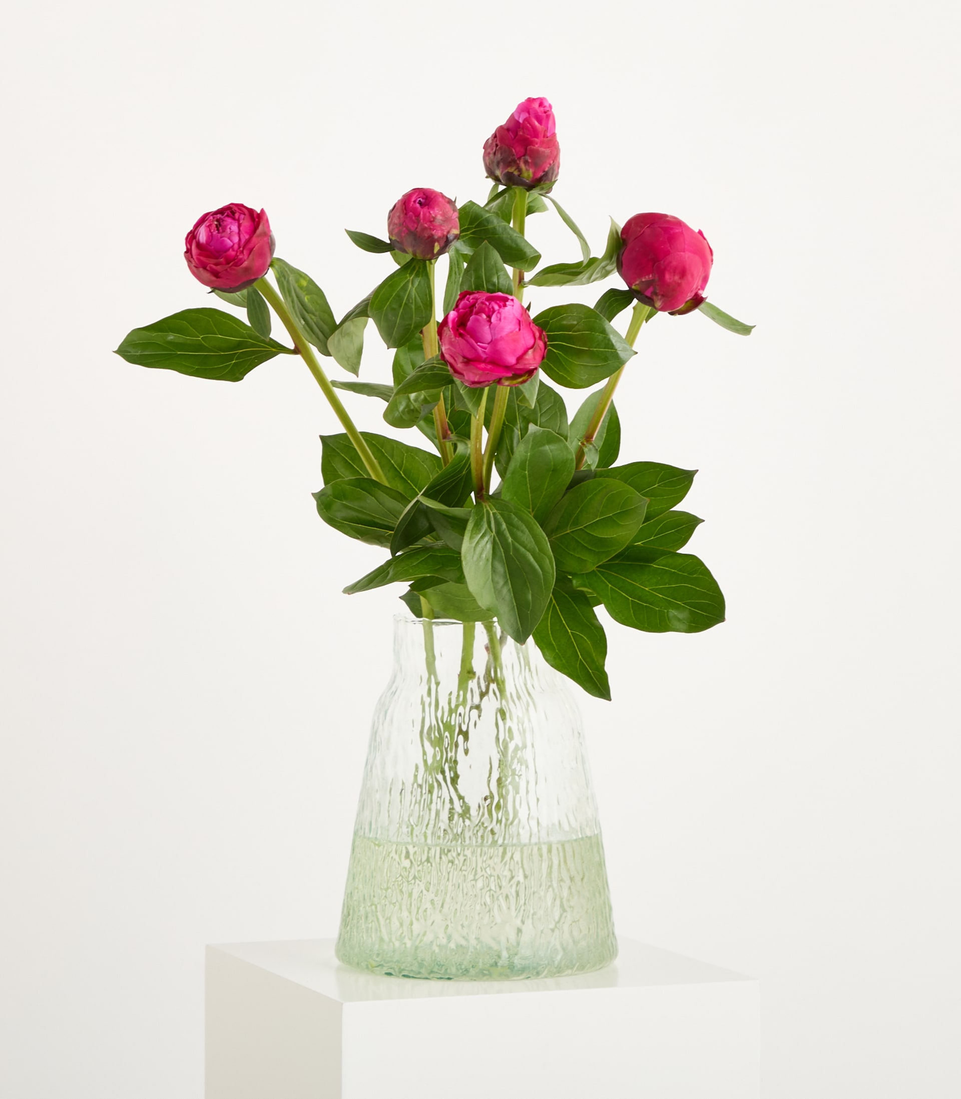 Eine leuchtende, tiefrosa Pfingstrosenblüte in voller Blüte mit üppigen grünen Blättern, die einen natürlichen Hintergrund bilden.
