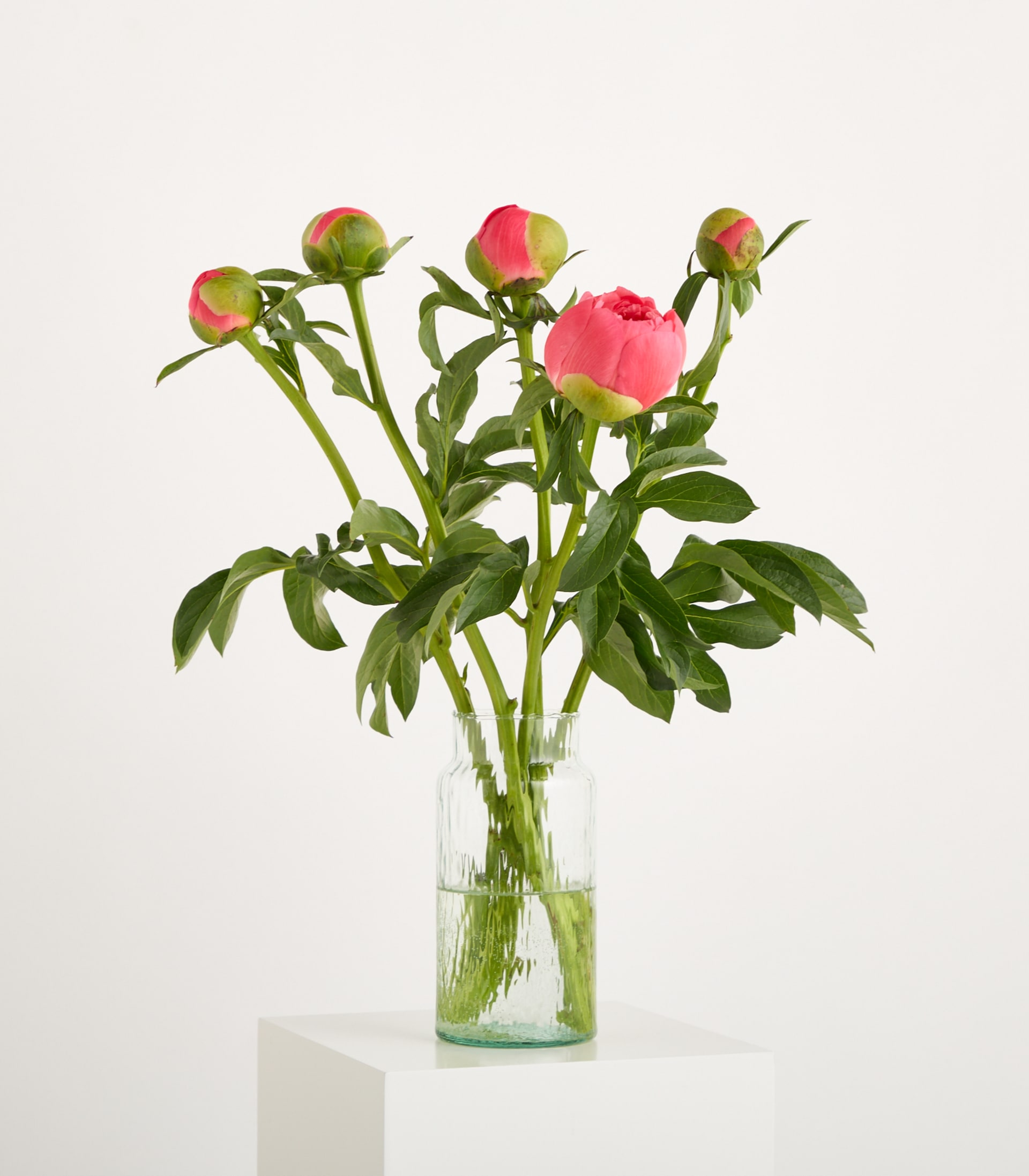 Eine leuchtend rosa Pfingstrosenblüte in voller Blüte, umgeben von üppigen grünen Blättern, steht vor einem schlichten weißen Hintergrund.