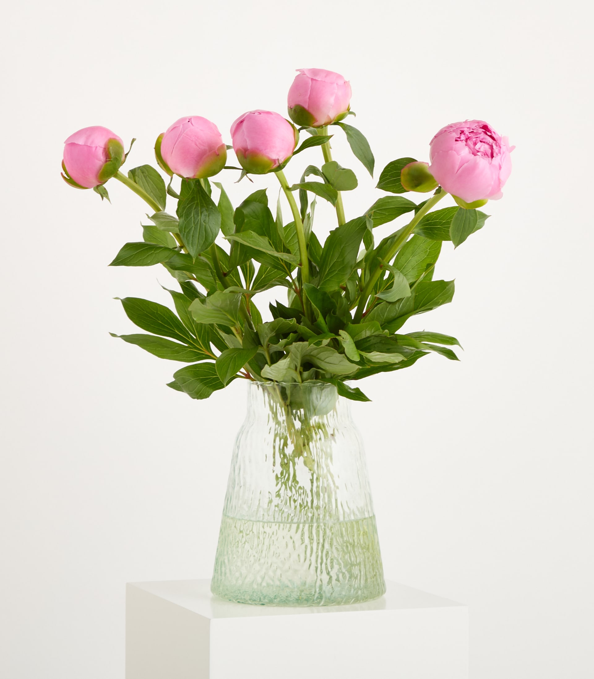 Eine leuchtend rosa Pfingstrosenblüte mit üppigen, samtigen Blütenblättern steht vor einem schlichten, weißen Hintergrund, wobei ihre grünen Blätter einen natürlichen Kontrast bilden.