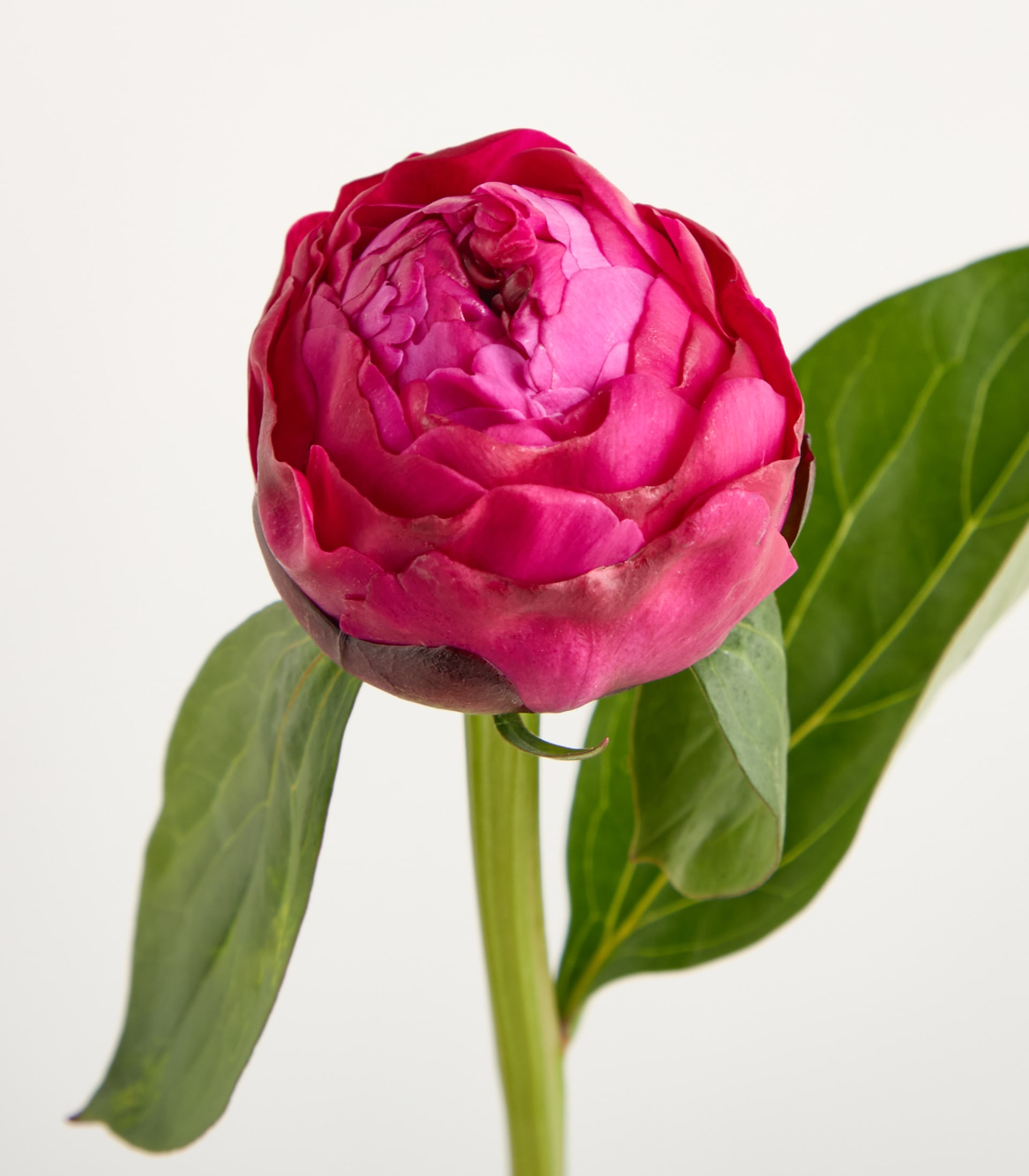 Ein Strauß leuchtend rosa Pfingstrosen in einer durchsichtigen Glasvase steht auf einem schlichten weißen Hintergrund.