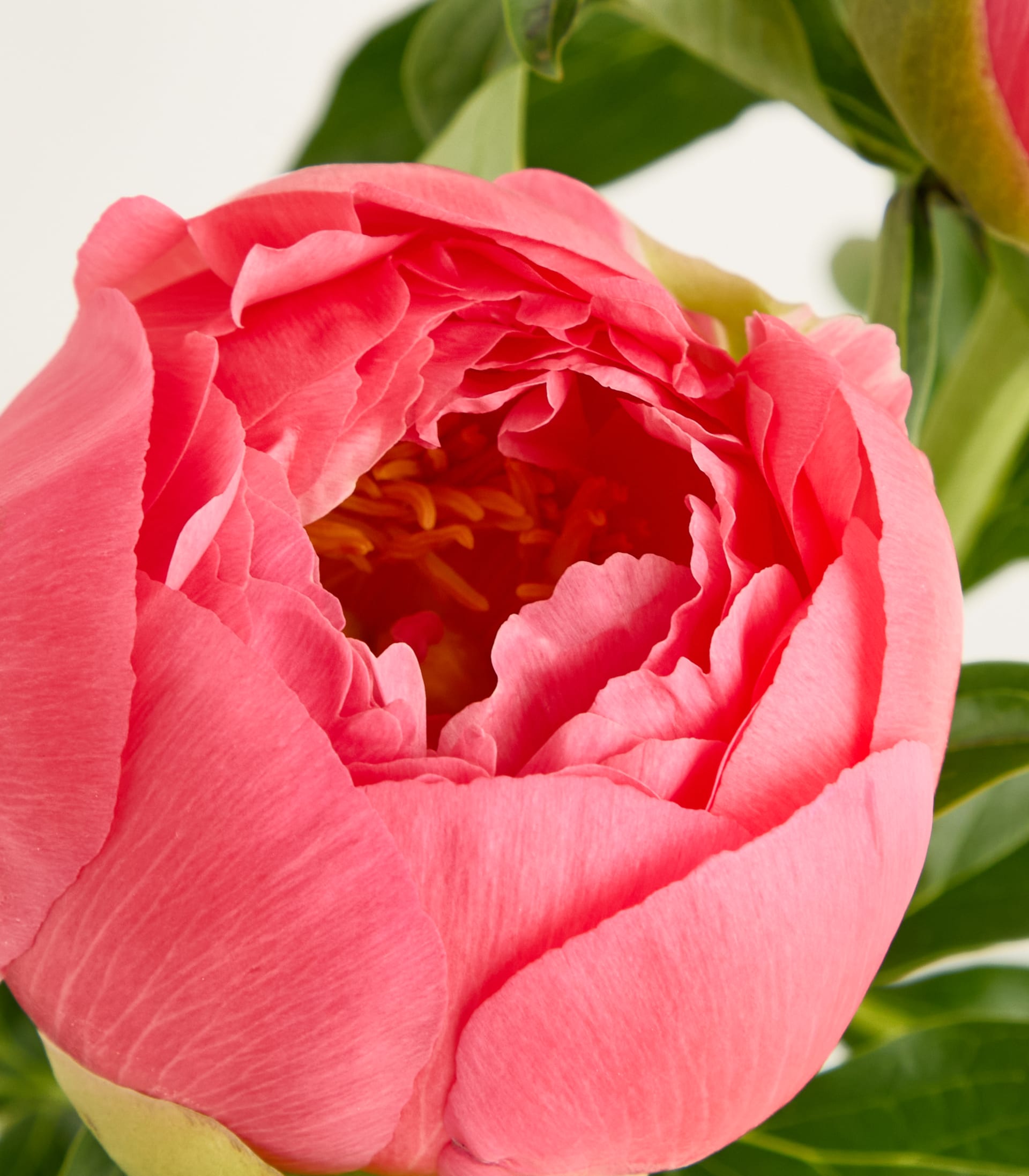 Ein Strauß leuchtend rosa Rosen mit grünen Blättern in einer Glasvase vor einem schlichten weißen Hintergrund.