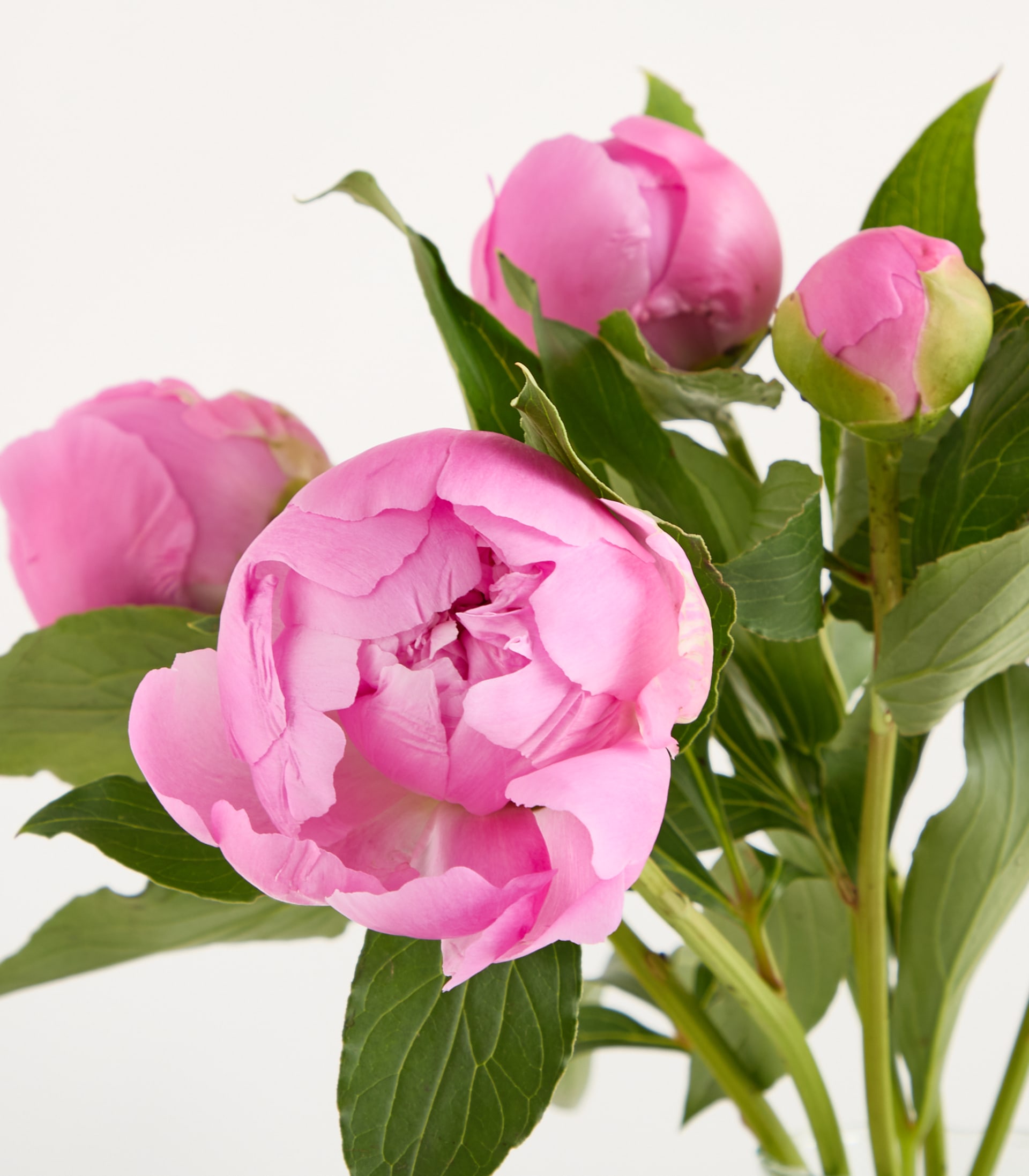 Ein Strauß leuchtend rosa Pfingstrosen in einer Glasvase steht auf einem schlichten weißen Hintergrund und schafft eine einfache, aber elegante Komposition.