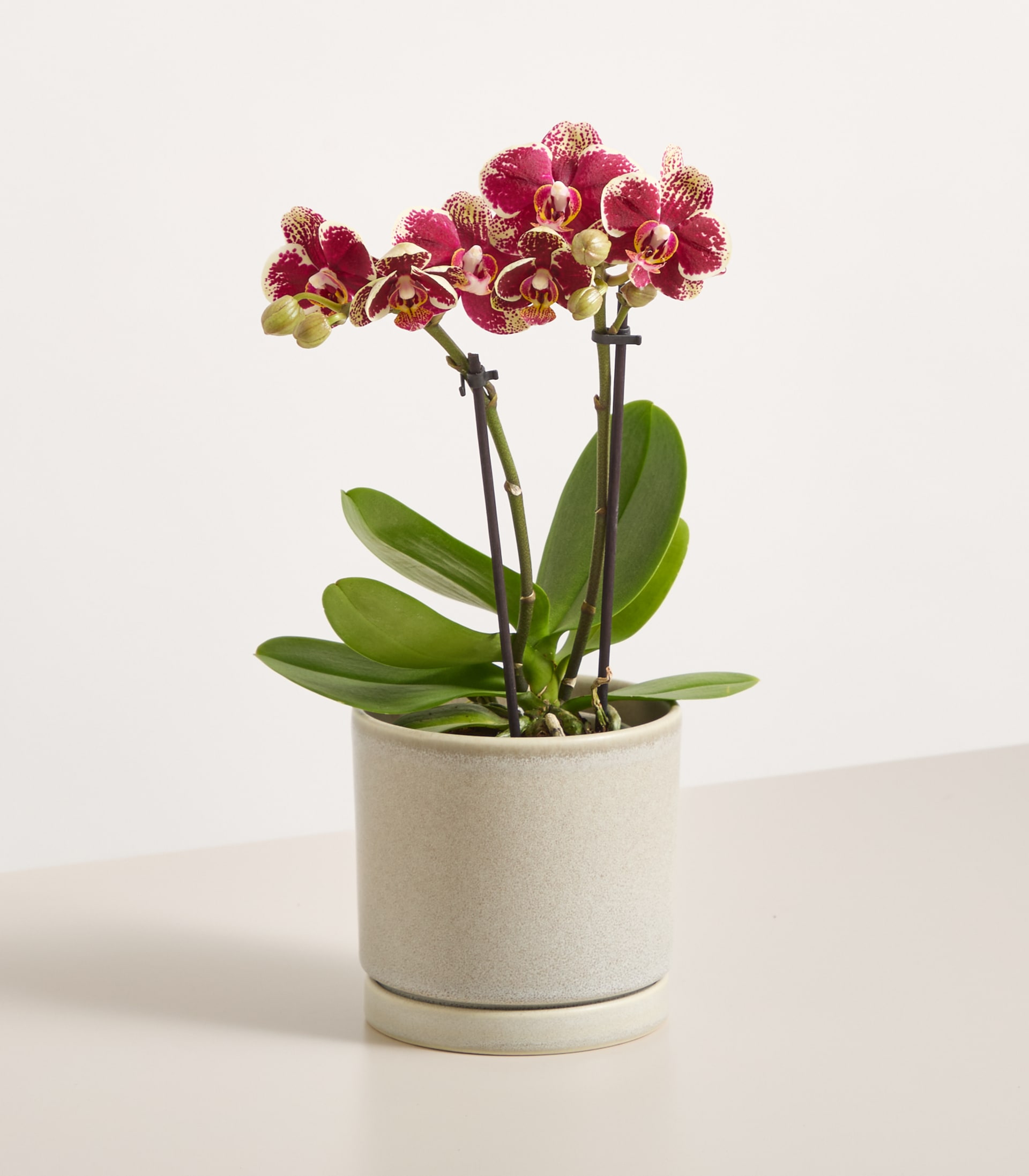 Orchidee 'Spain' - ohne Übertopf