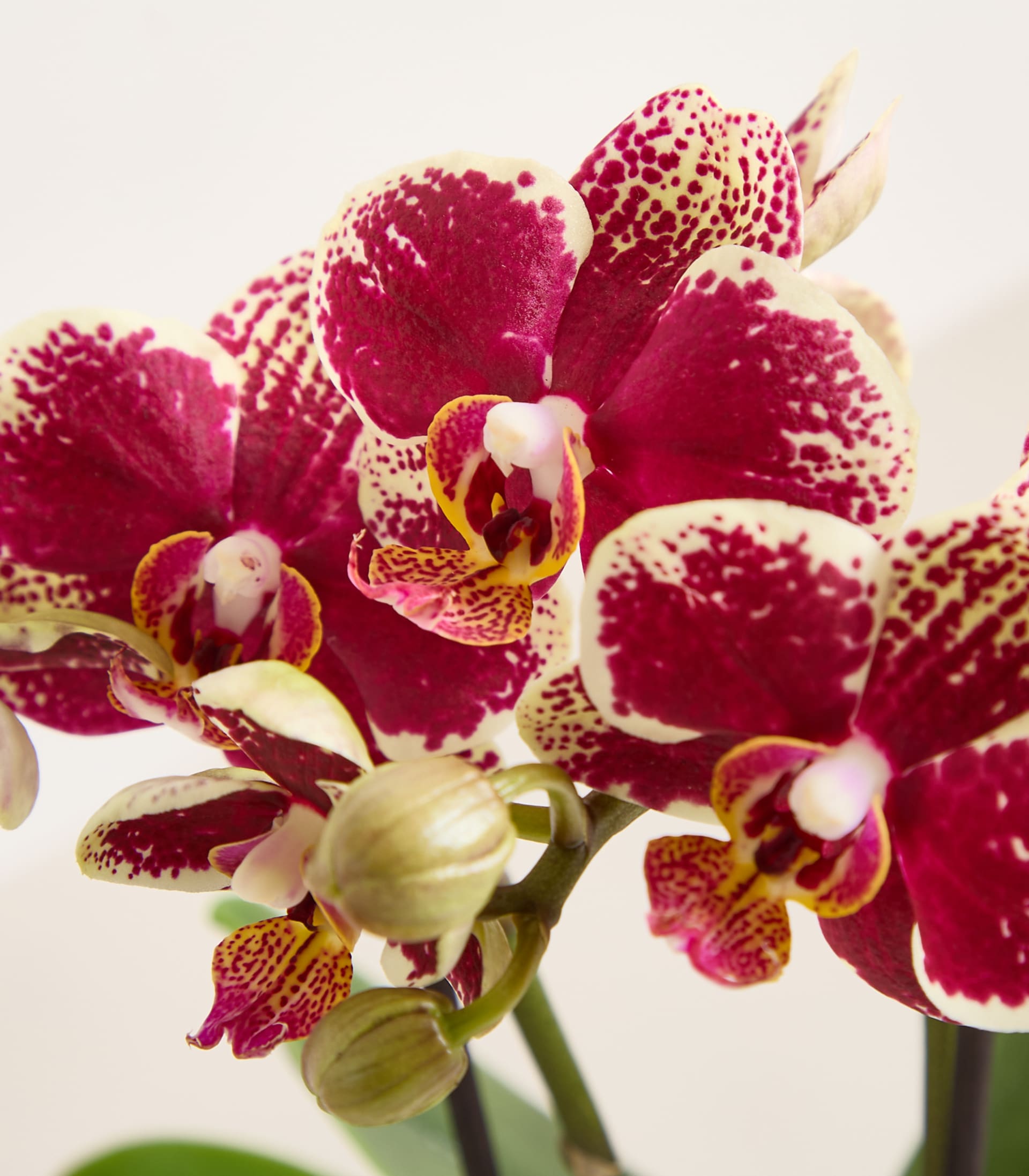 Orchidee 'Spain' - ohne Übertopf