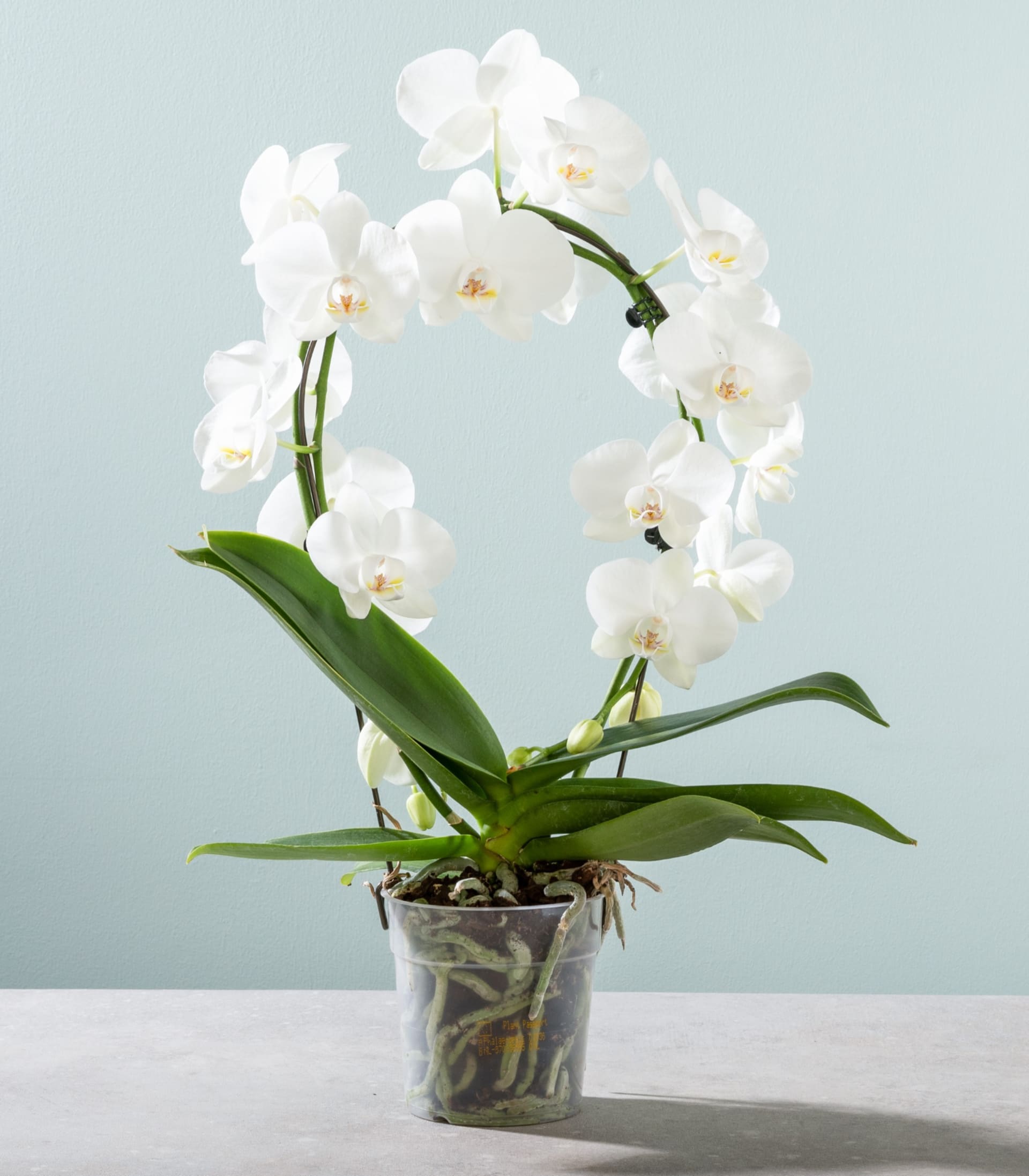 Orchidee Bogen - ohne Übertopf