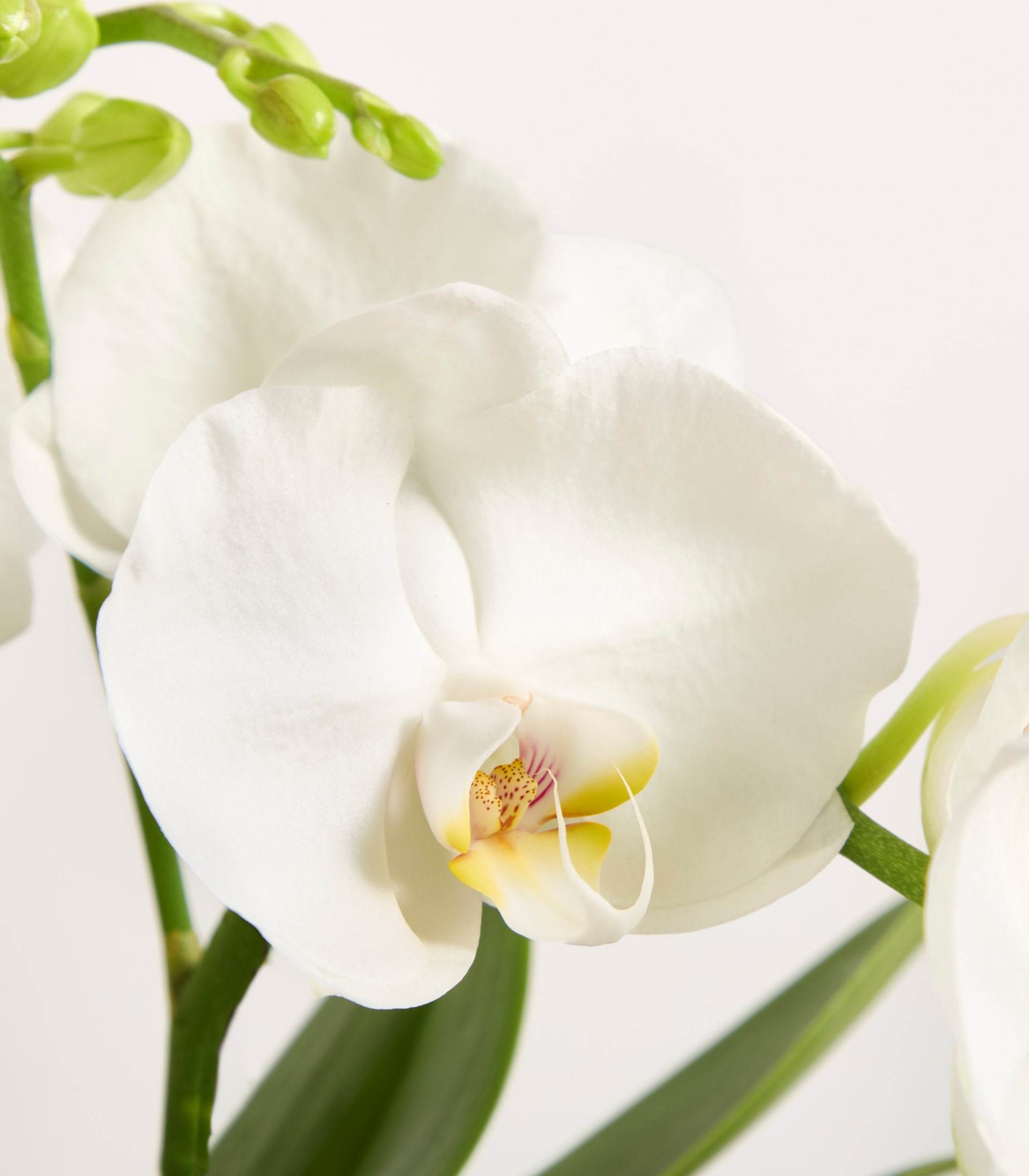 Orchidee 'Tablo' - ohne Übertopf