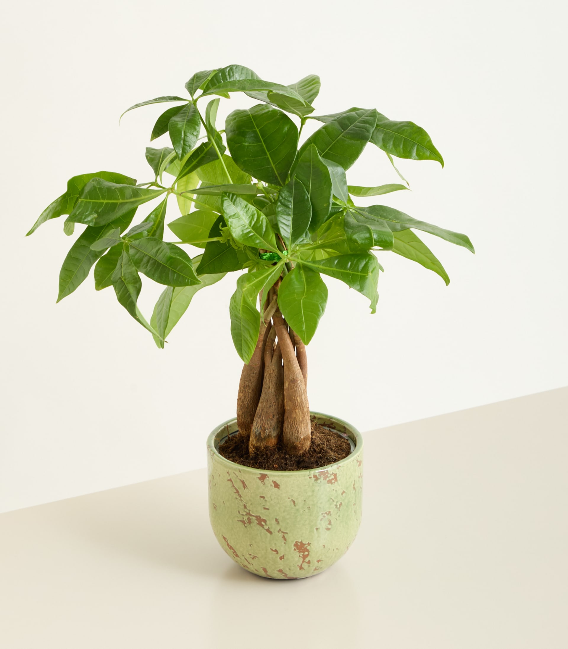 Eine üppige, grüne Pachira aquatica, allgemein bekannt als Geldbaum, ist in einem dekorativen Keramikgefäß mit gesprenkeltem Muster auf schlichtem, hellfarbigem Hintergrund eingetopft.