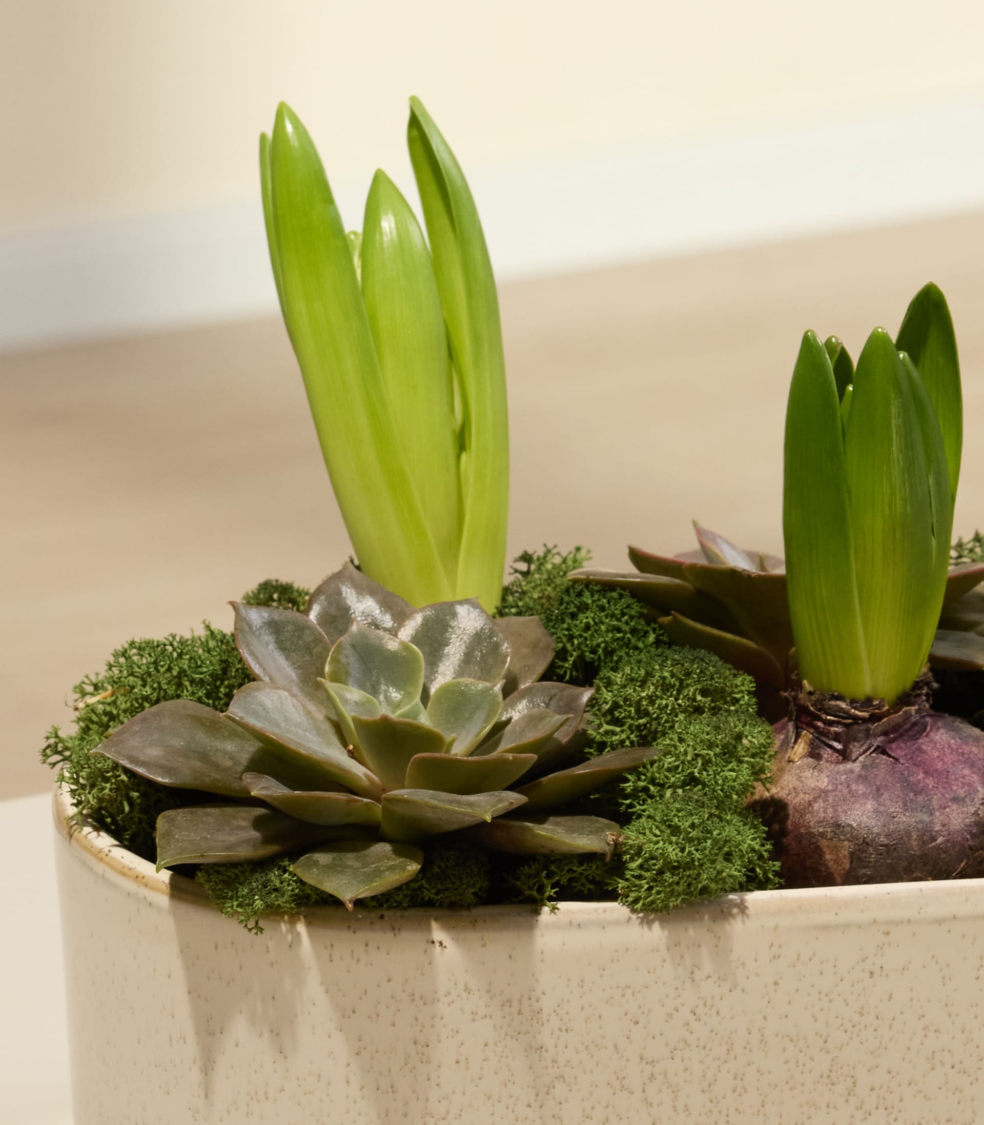 DIY Hyazinthen Schale - rosa