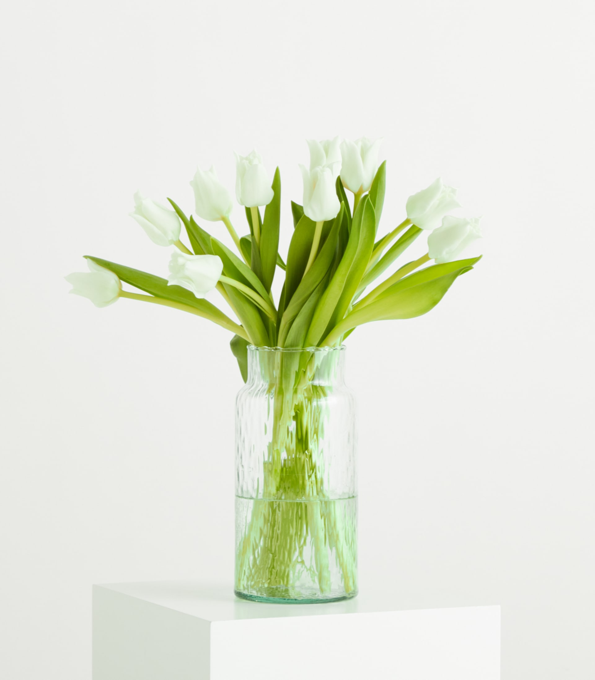Weiße Tulpen 'Aladin' - 10 Stiele