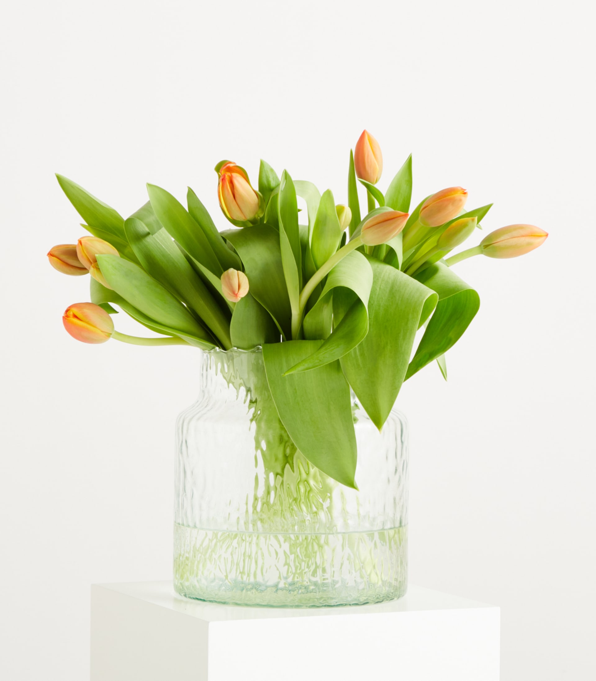 Orange Tulpen 'Ad Rem' - 10 Stiele