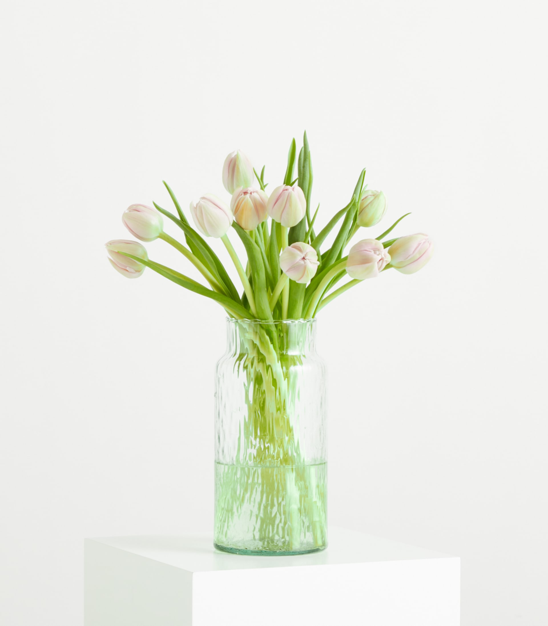 Rosa Tulpen 'Katinka' - 10 Stiele