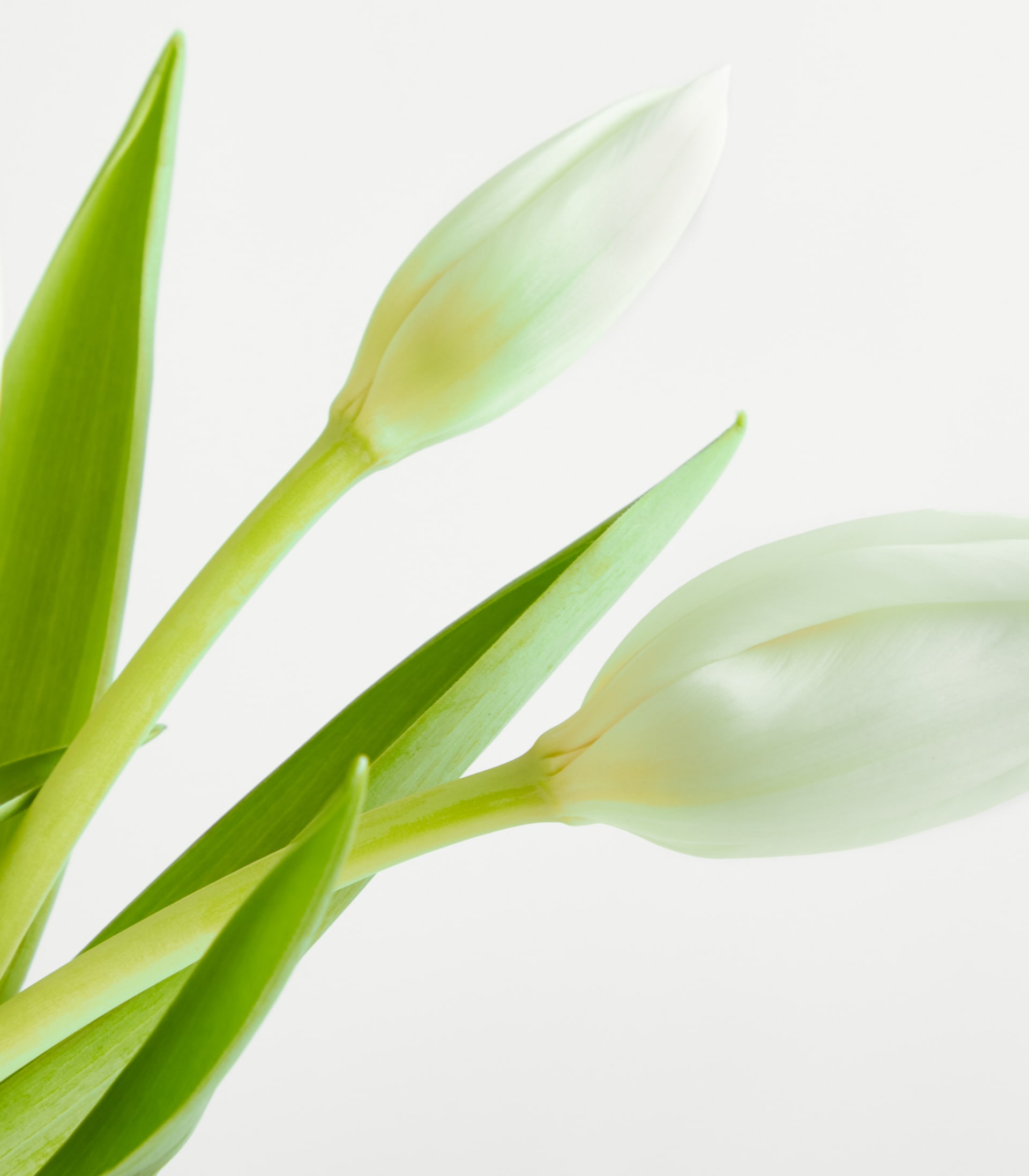 Weiße Tulpen - 10 Stiele