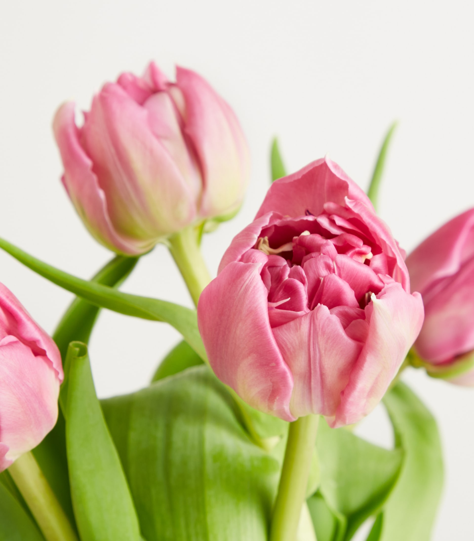 Pinke gefüllte Tulpen - 10 Stiele