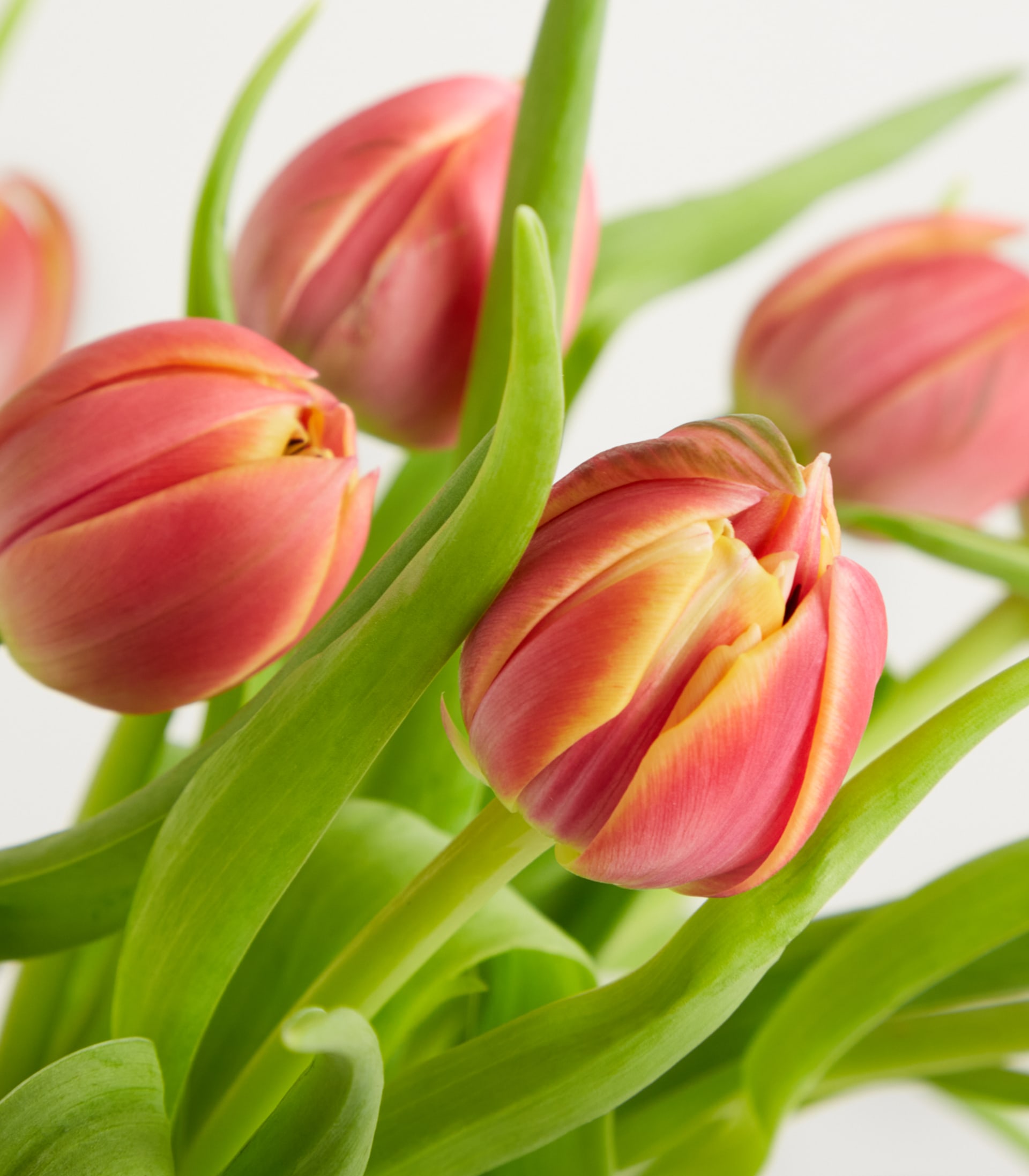 Rosa Tulpen 'Columbus' - 10 Stiele