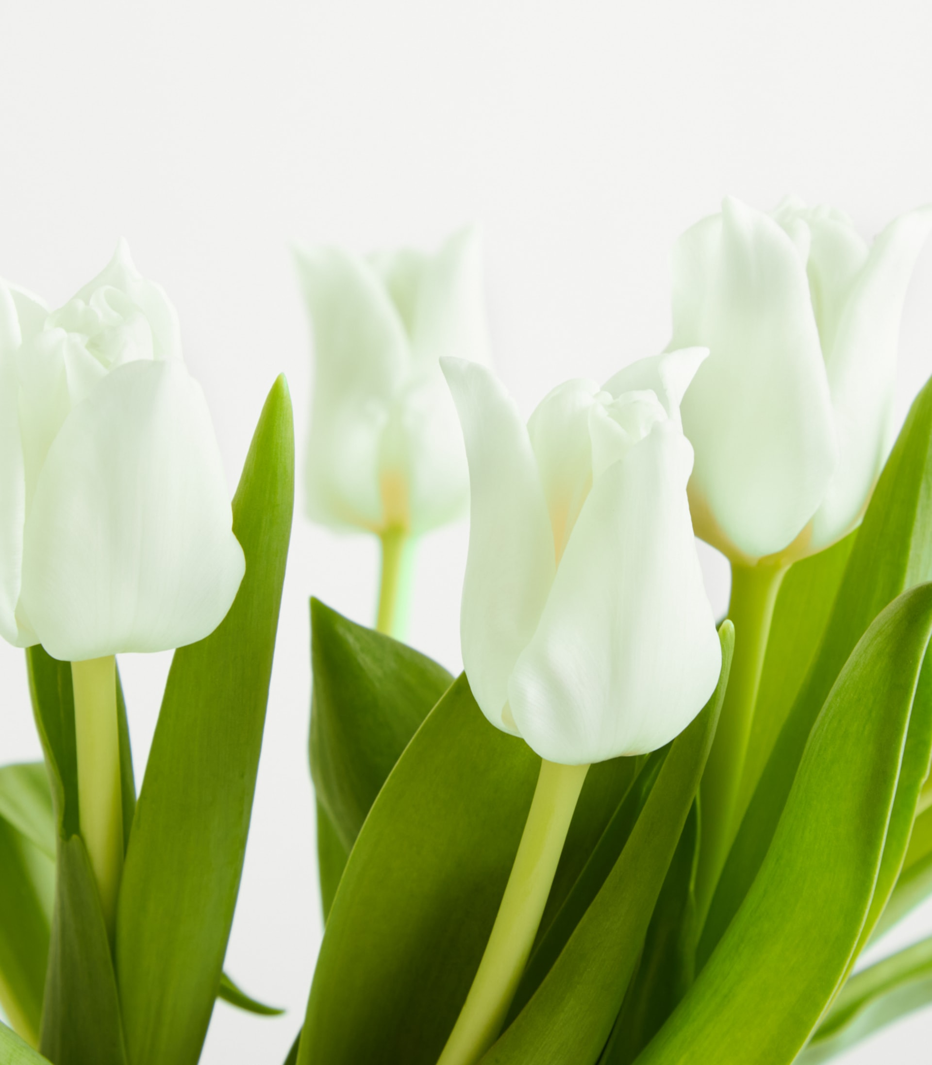 Weiße Tulpen 'Aladin' - 10 Stiele