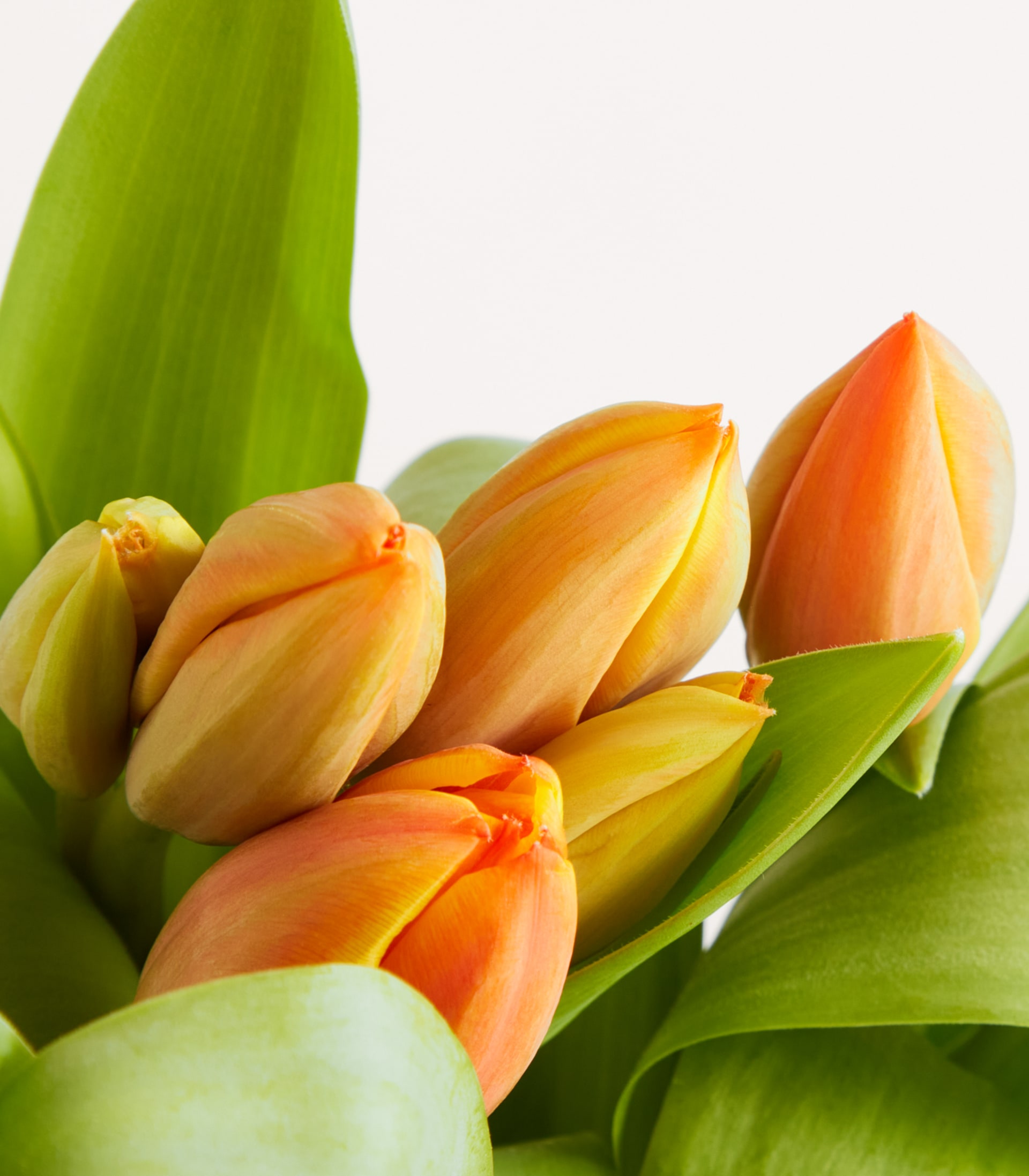 Orange Tulpen 'Ad Rem' - 10 Stiele