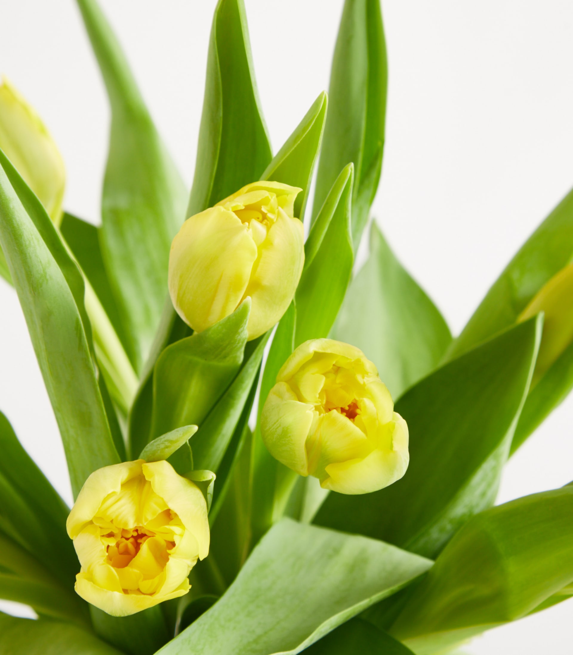 Gelbe gefüllte Freiland Tulpen - 10 Stiele