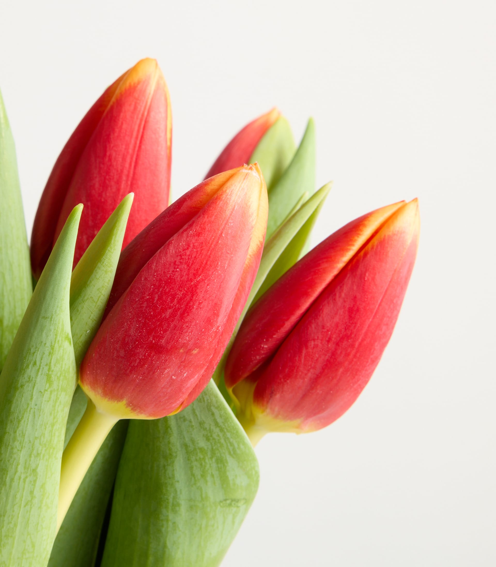 Orange Tulpen 'Ambition' - 10 Stiele