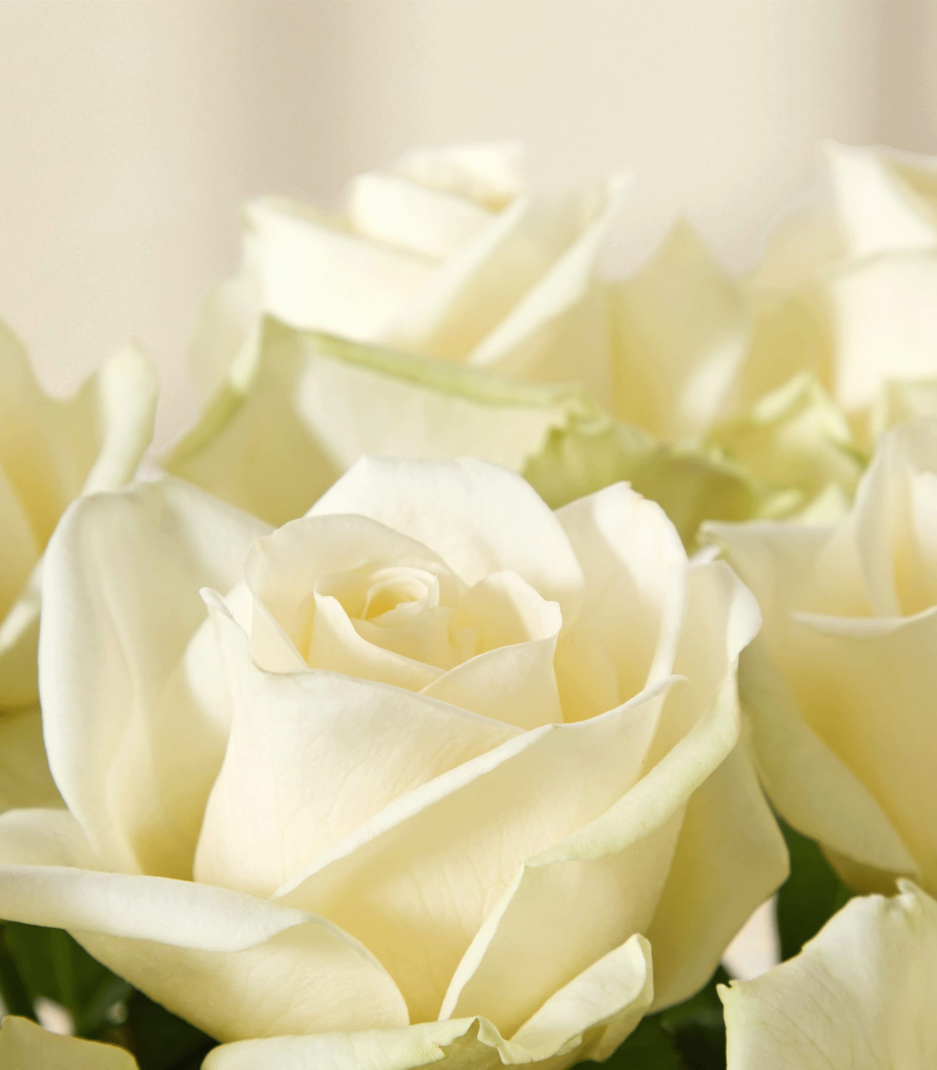Ein Strauß zarter, cremeweißer Rosen vor einem schlichten, hellen Hintergrund.