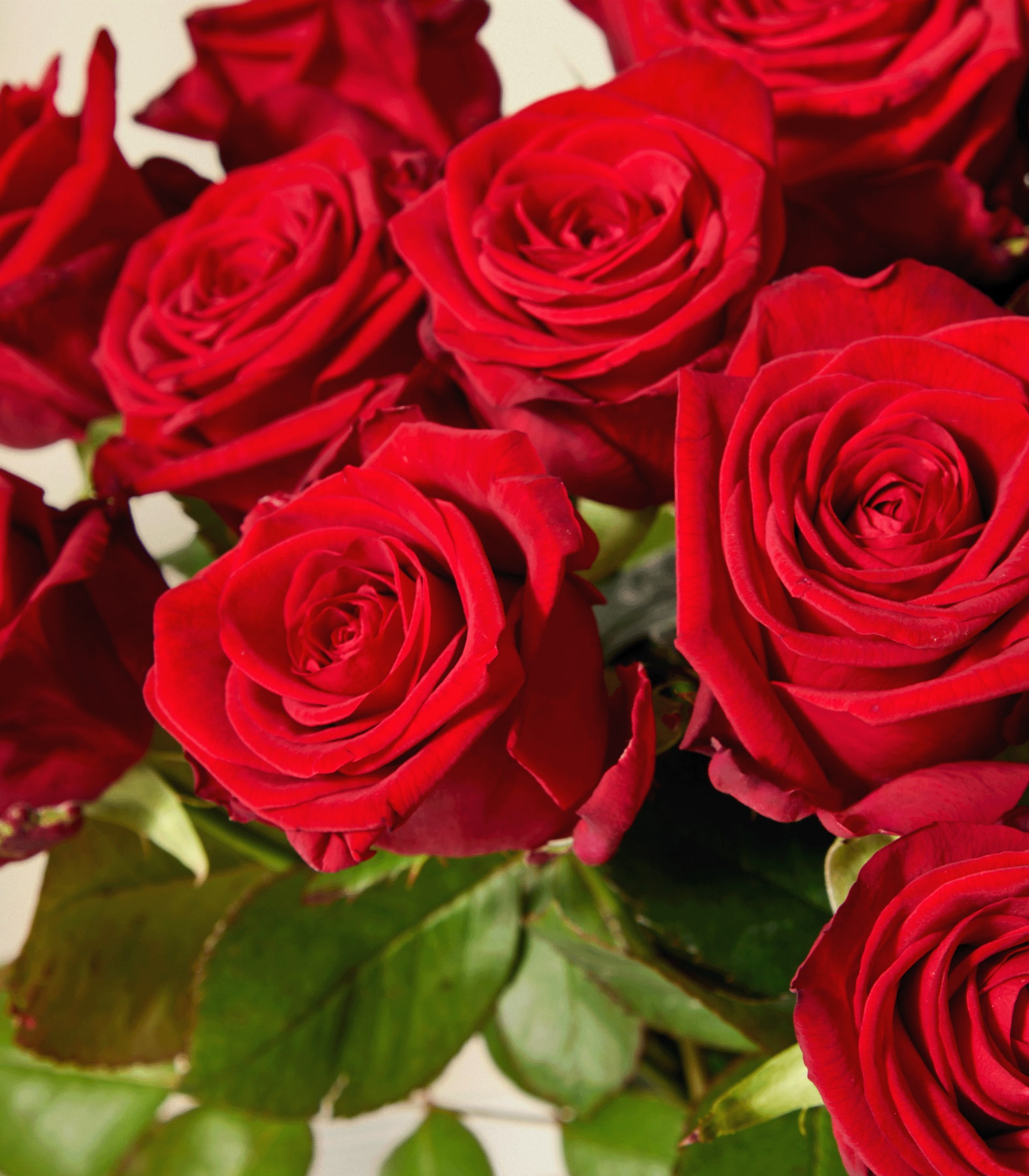 Ein leuchtender Strauß üppiger, tiefroter Rosen füllt den Rahmen, deren samtige Blütenblätter in einer bezaubernden Anordnung vor einem schlichten, hellen Hintergrund angeordnet sind.