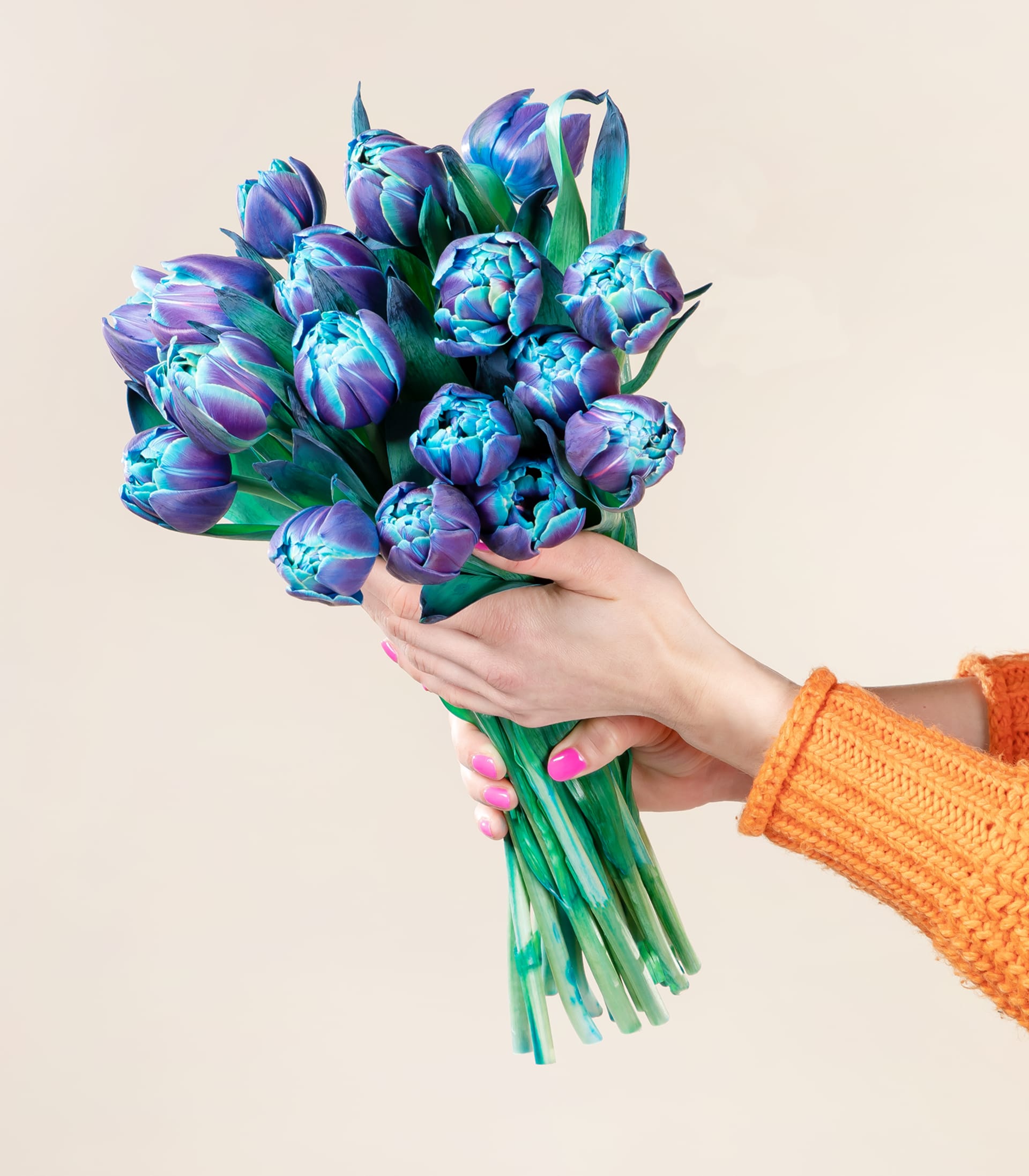 Bibble Tulpen - 18 Stiele