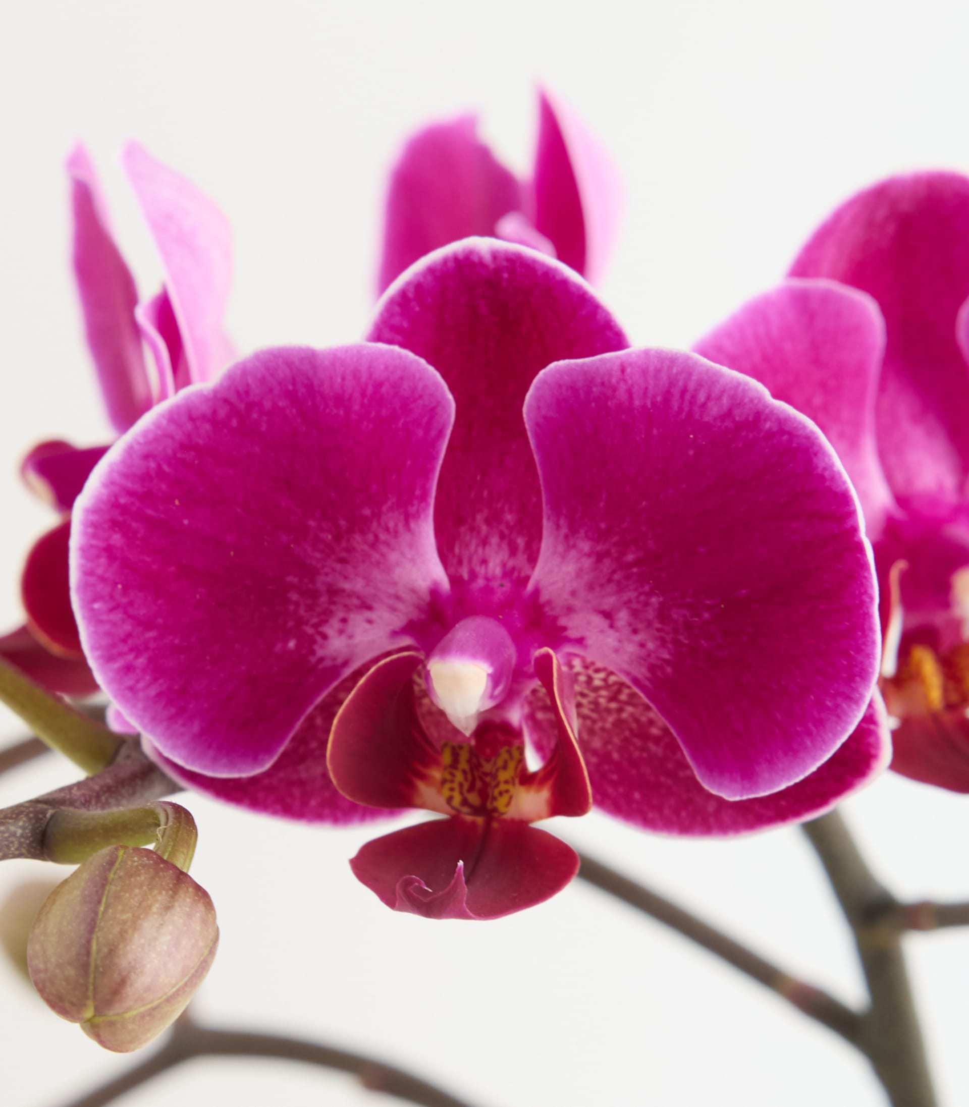 Orchidee 'Morelia' - ohne Übertopf