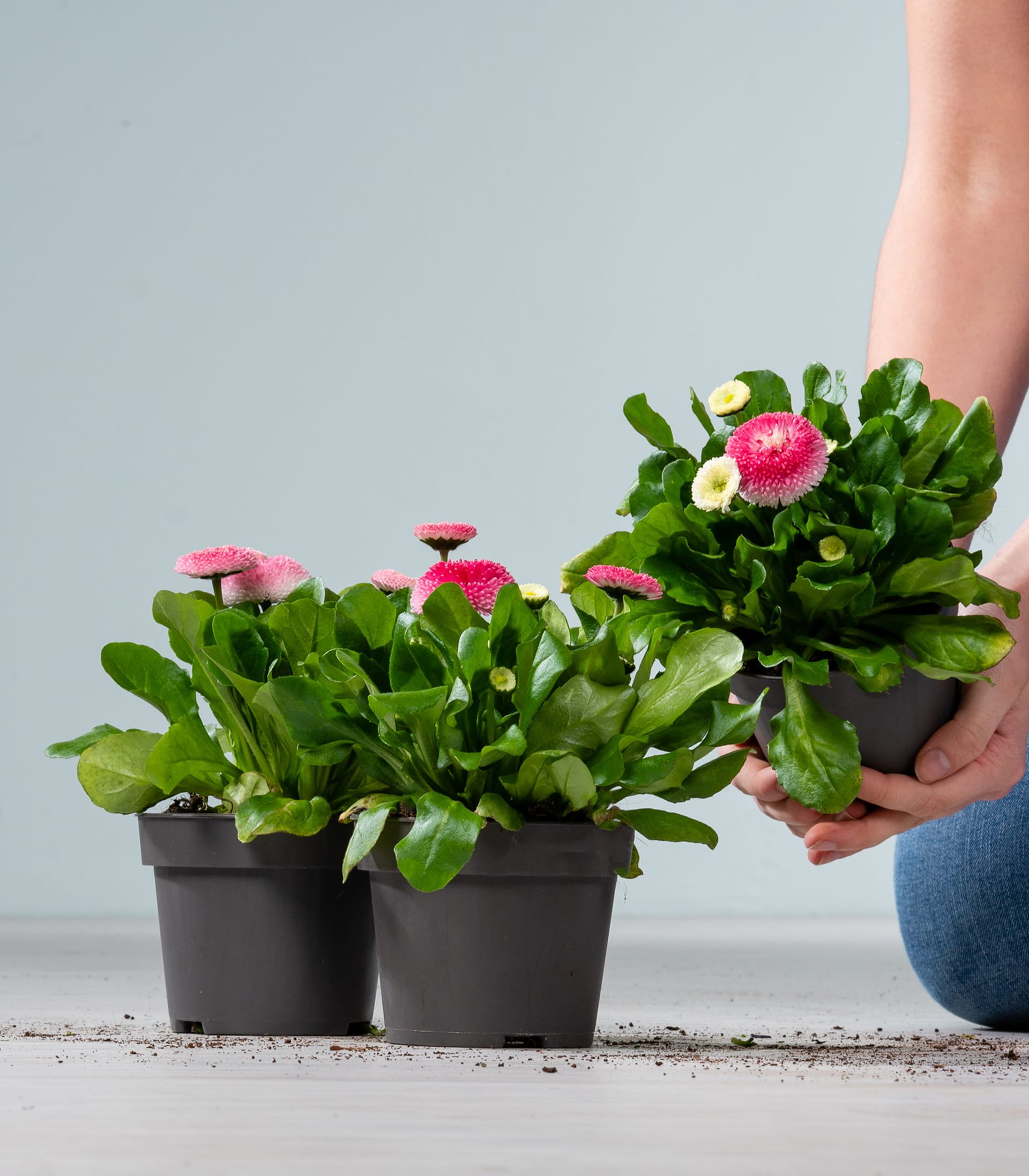 Rosafarbene Gänseblümchen 'Tasso Erdbeersahne' - 3 Stück