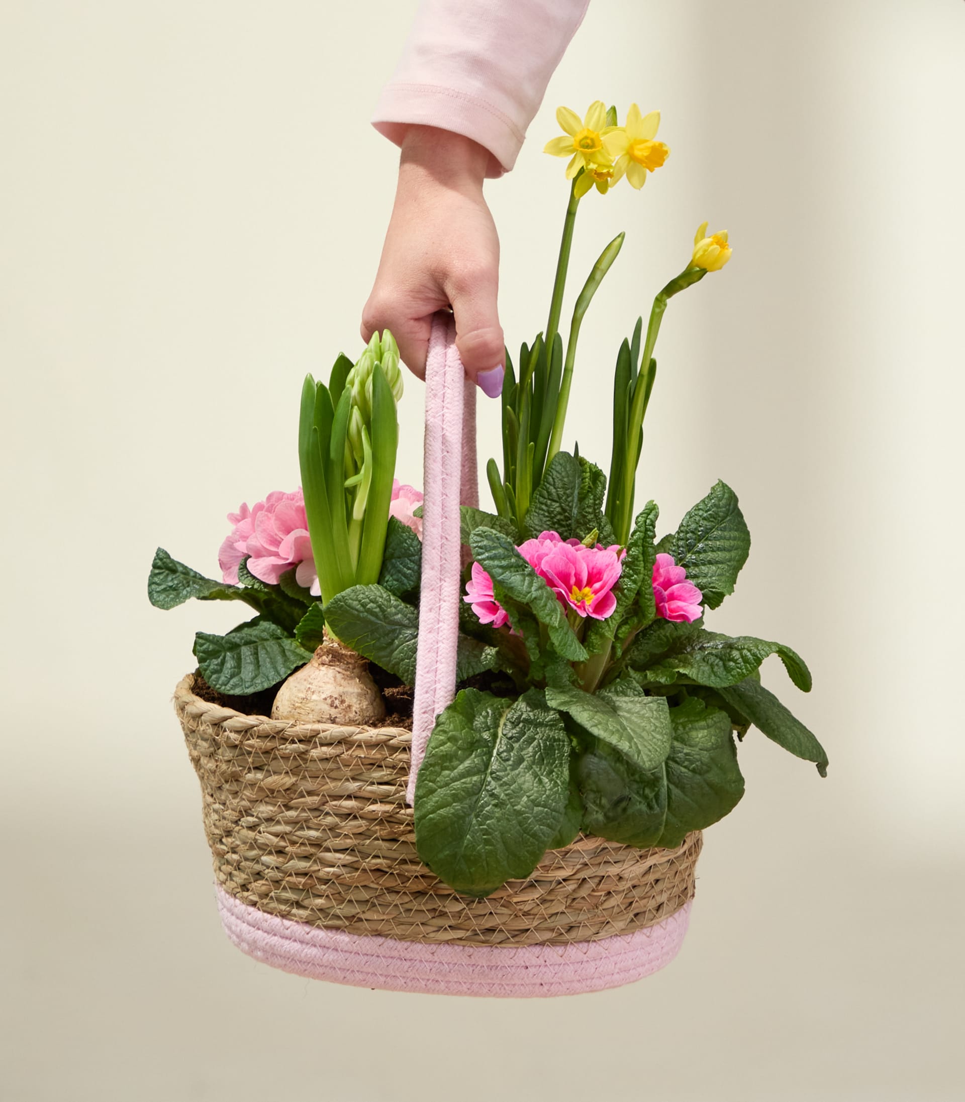 Ein geflochtener Korb gefüllt mit leuchtend rosa Primeln und gelben Narzissen, der vor einem schlichten weißen Hintergrund in der Hand einer Person gehalten wird.