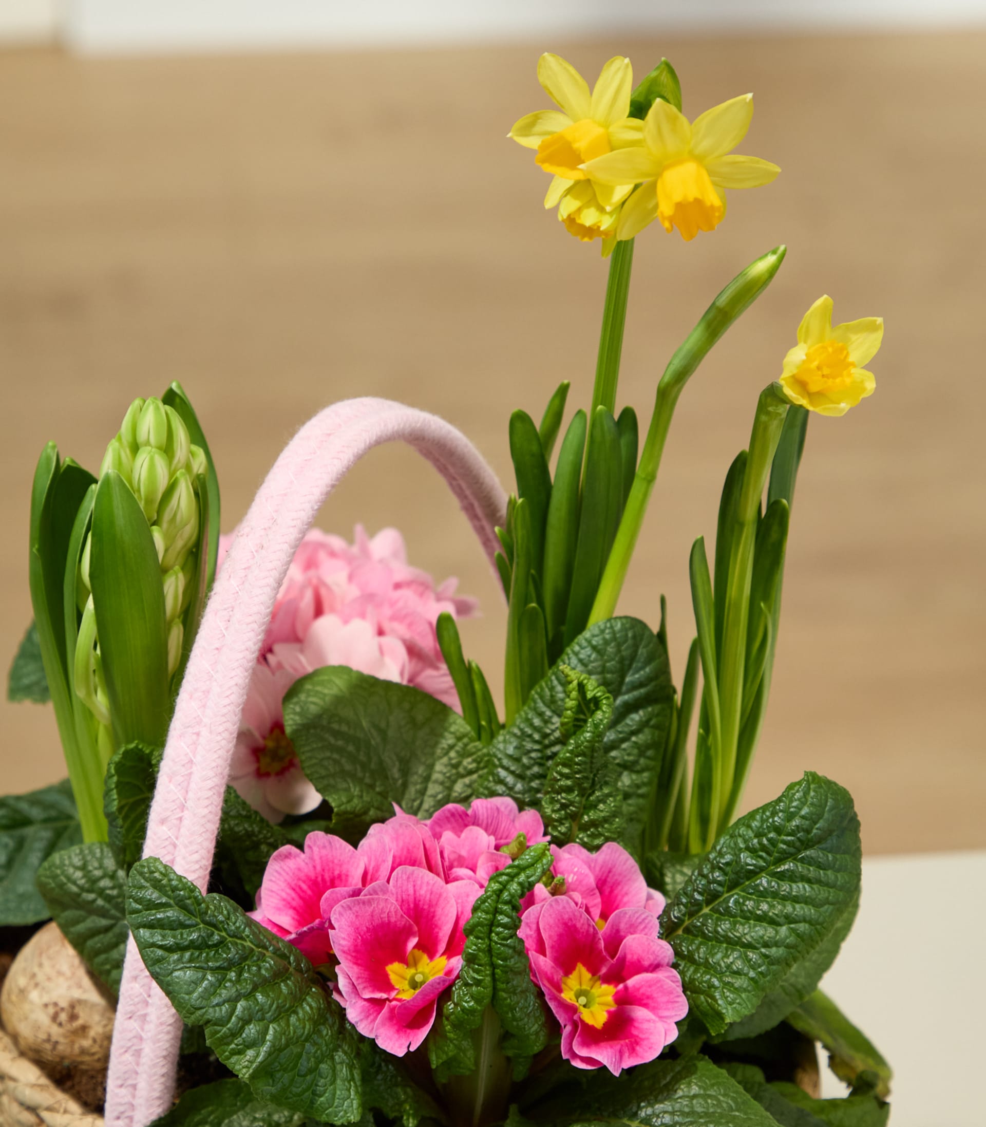 Ein leuchtender Strauß rosafarbener Primeln und einer violetten Hyazinthenblüte vor einem schlichten weißen Hintergrund.