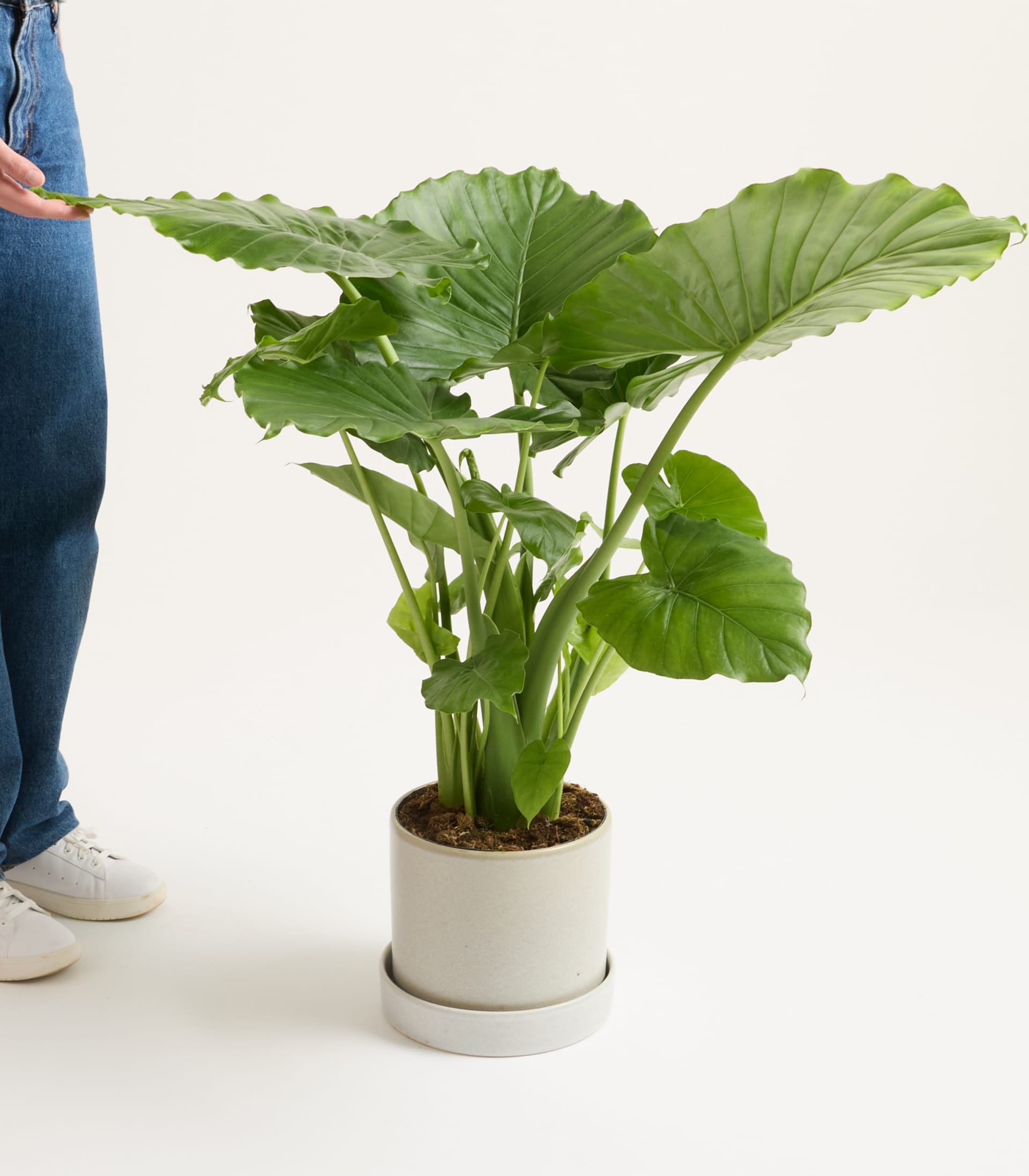 Alocasia 'California'