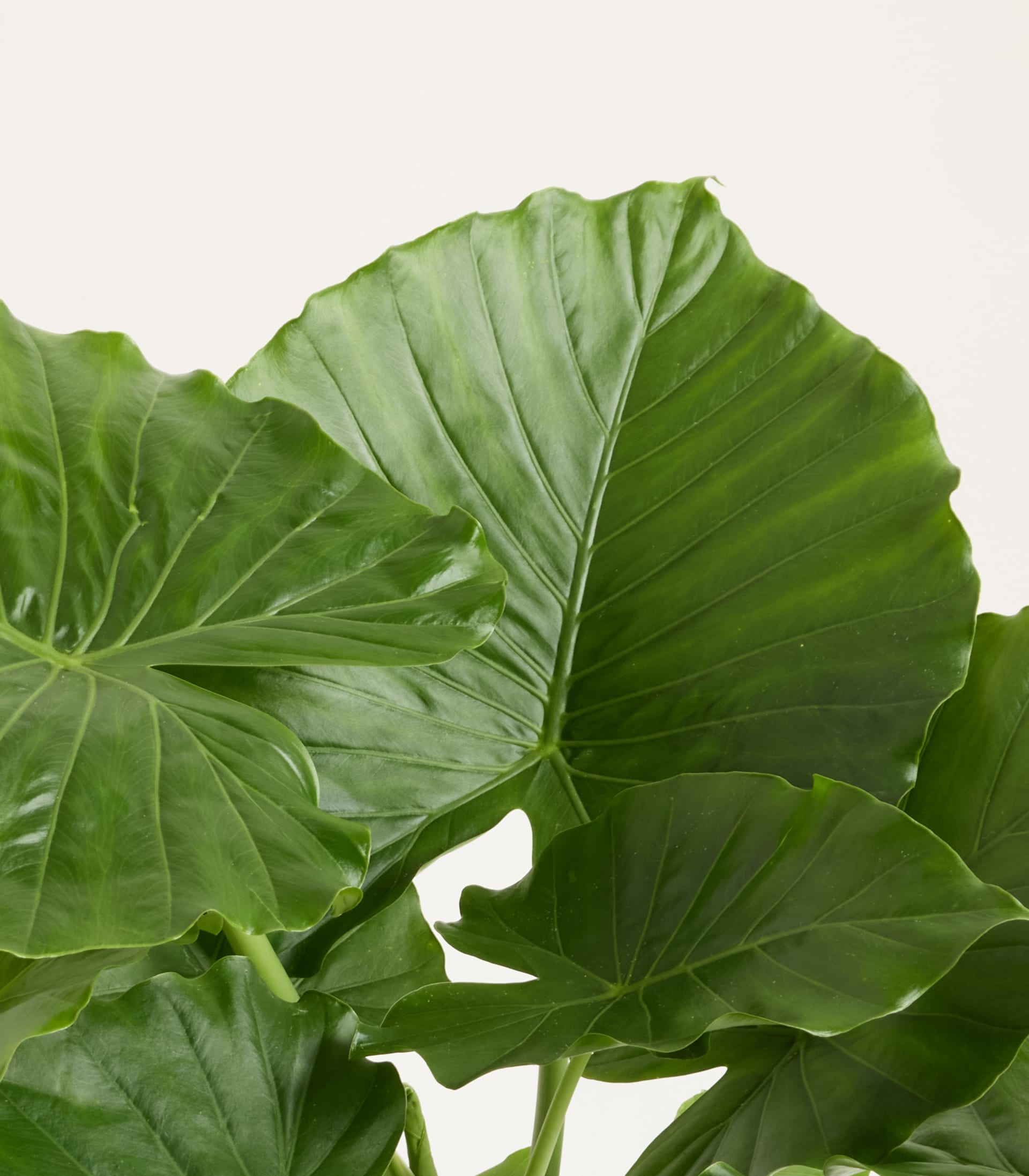 Alocasia 'California'